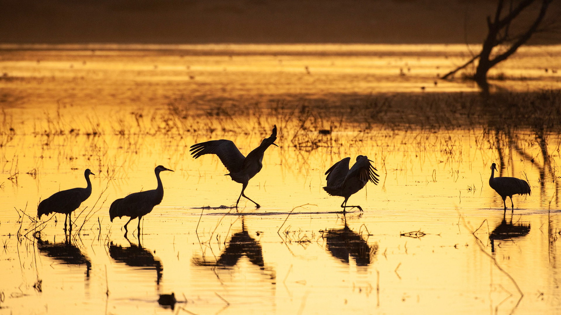 Schlafplatz suchen im überflutenden Feld