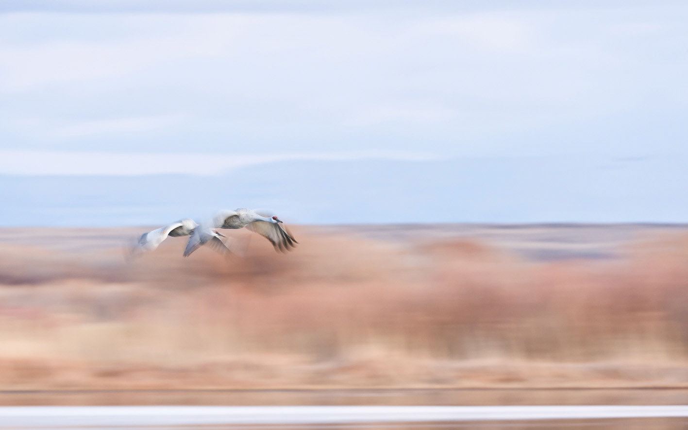 Abendeinflug der Kanadakraniche_Wildlife Refugium Bosque del Apache