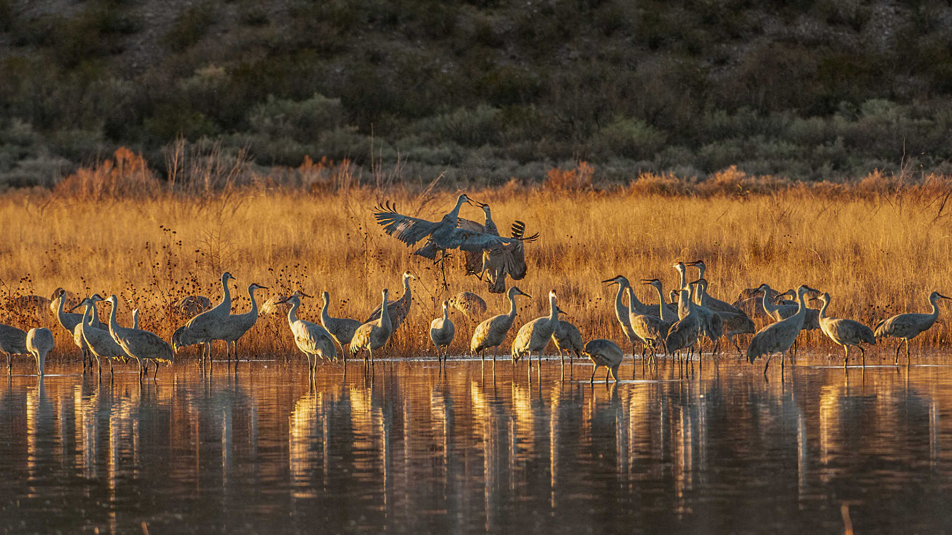 Tanz der Kraniche im Hintergrund