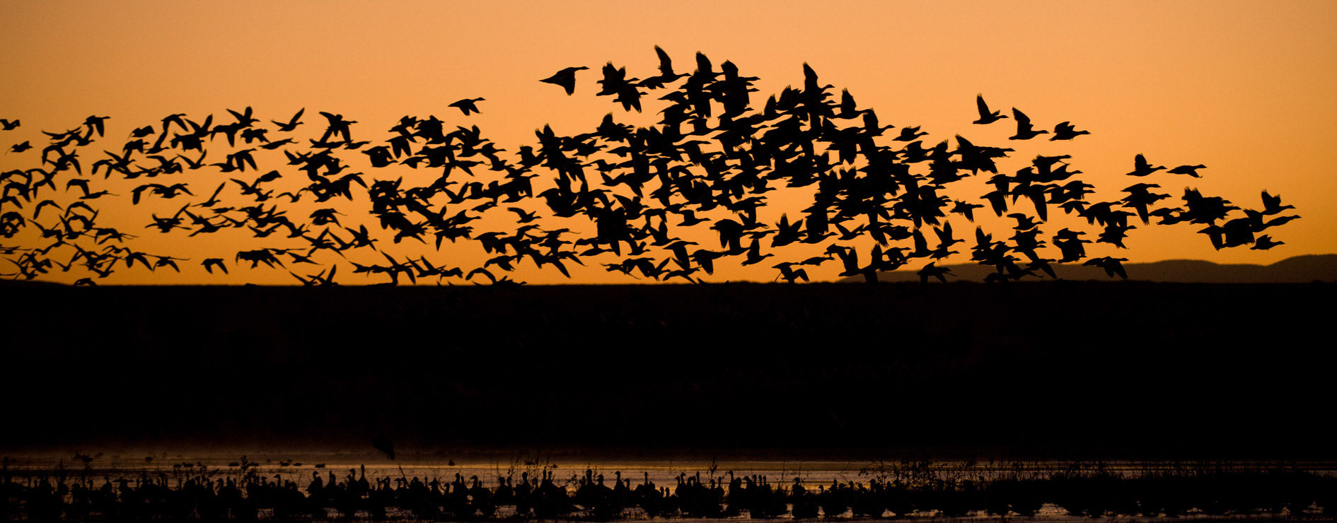 Morgenstart der Gänse zu den Futterplätzen