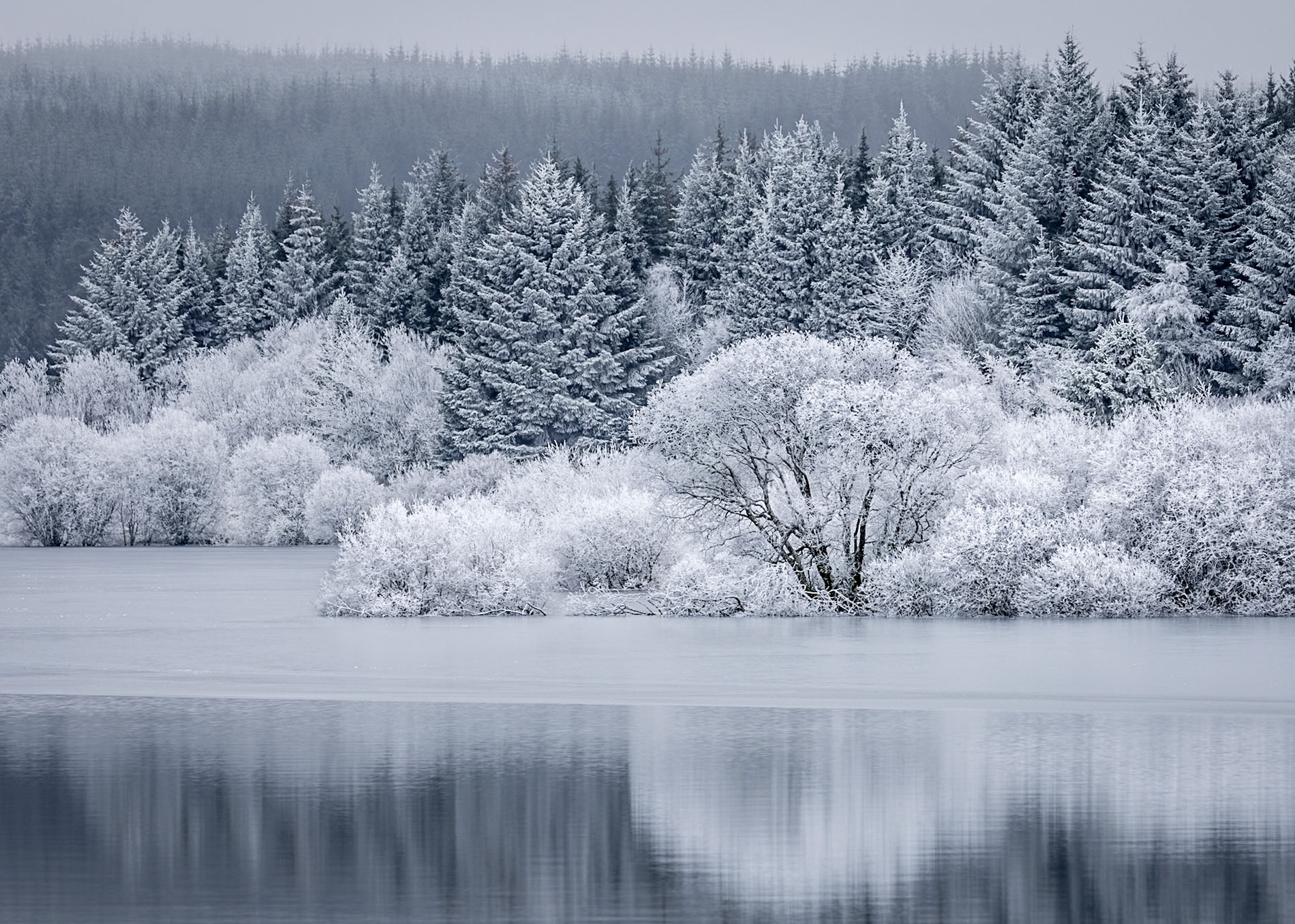 Hoar Frost, Carron Valley Resevoir