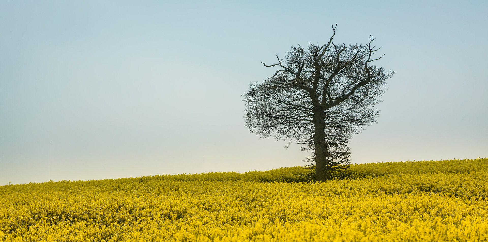 Lone tree in a field of Rape