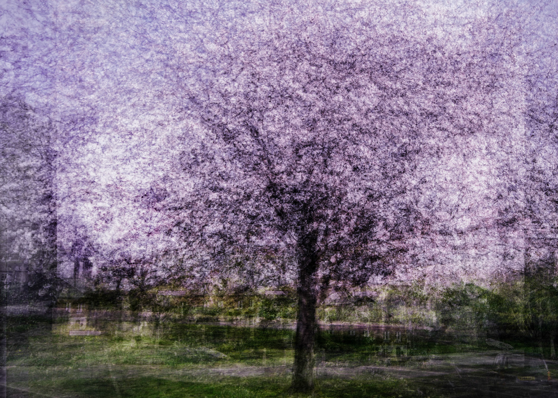 Cherry Blossom Pep Ventosa style