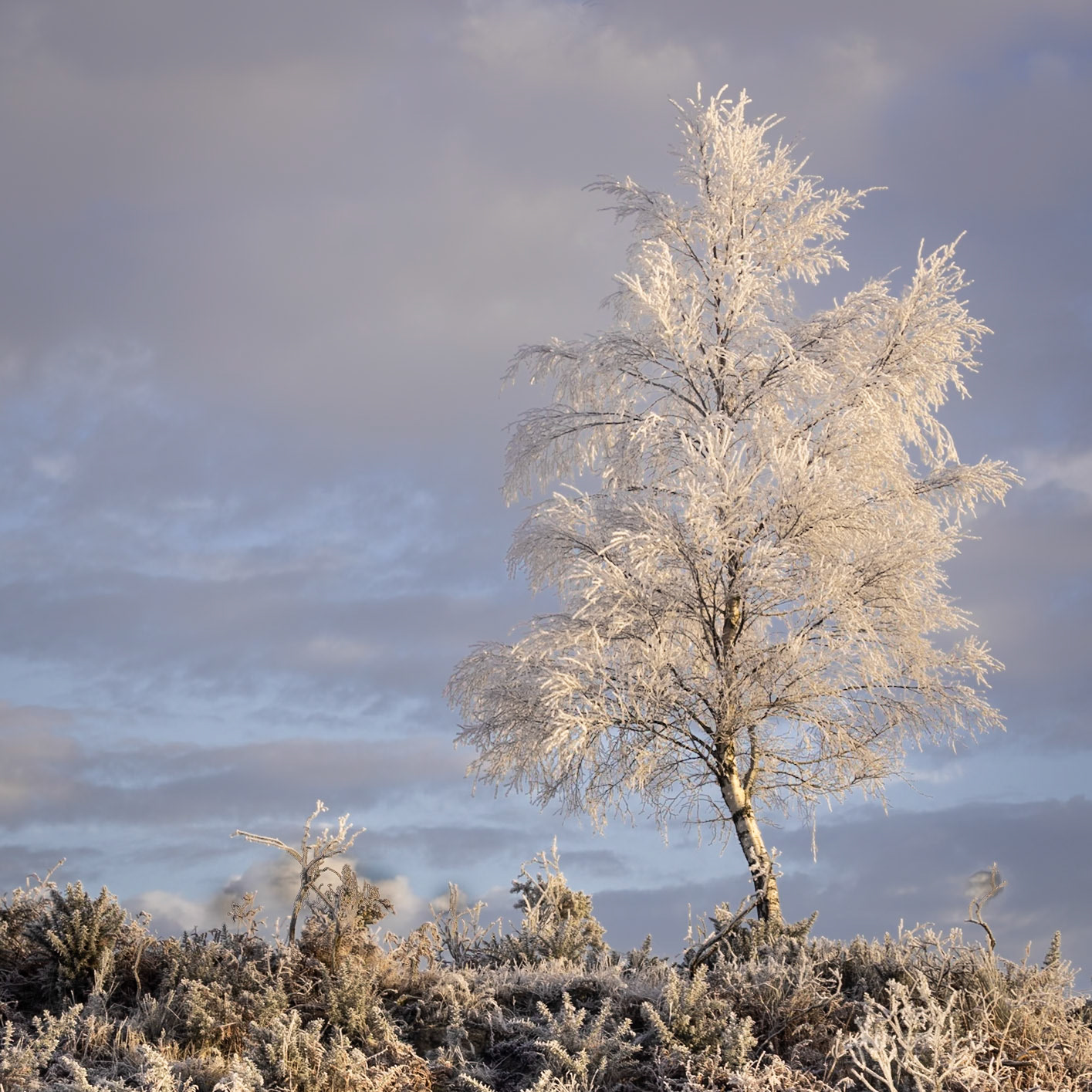 Hoar frost in Stirling, Scotland