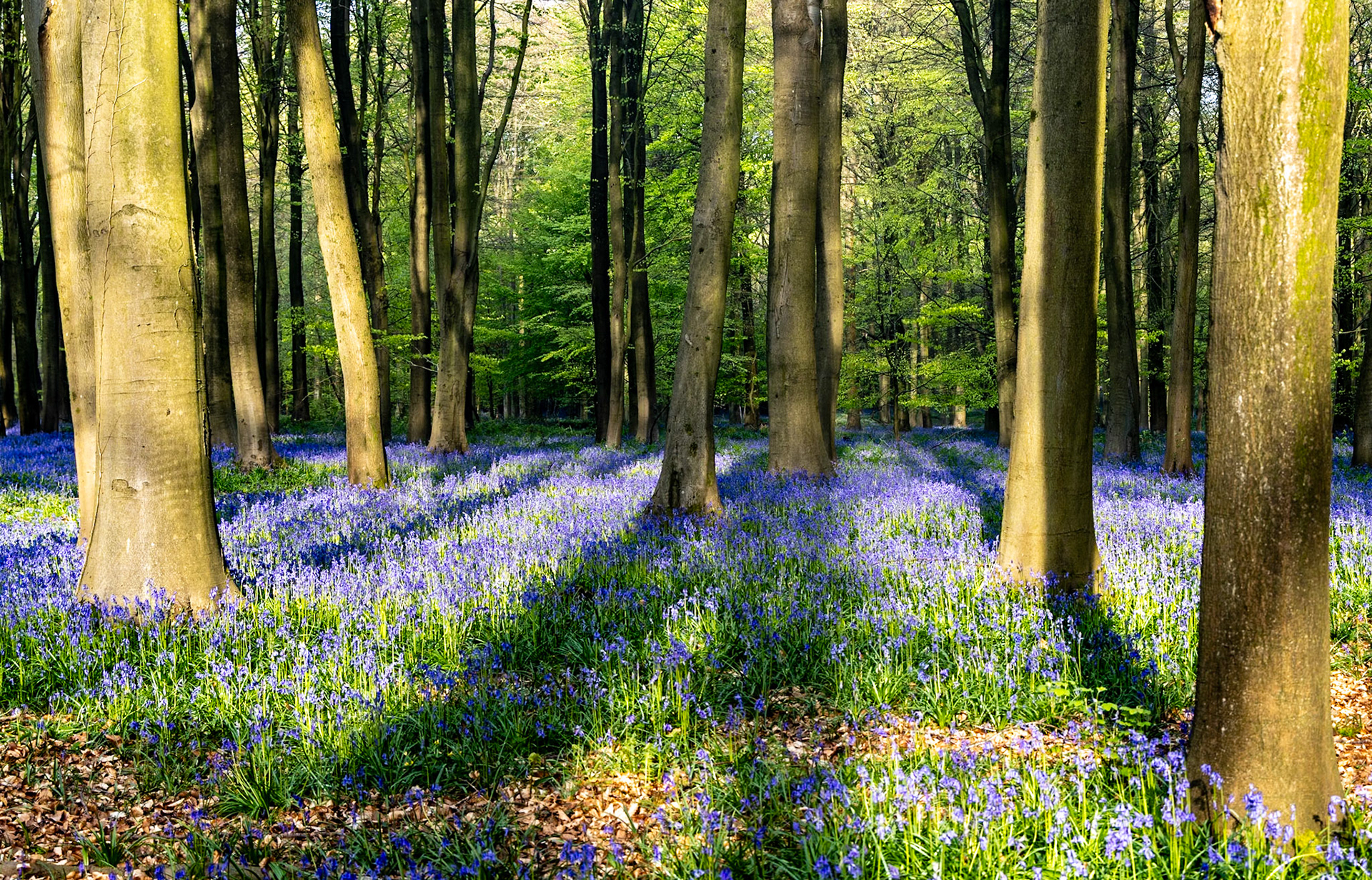 Bluebells in Kings Wood, Ashford