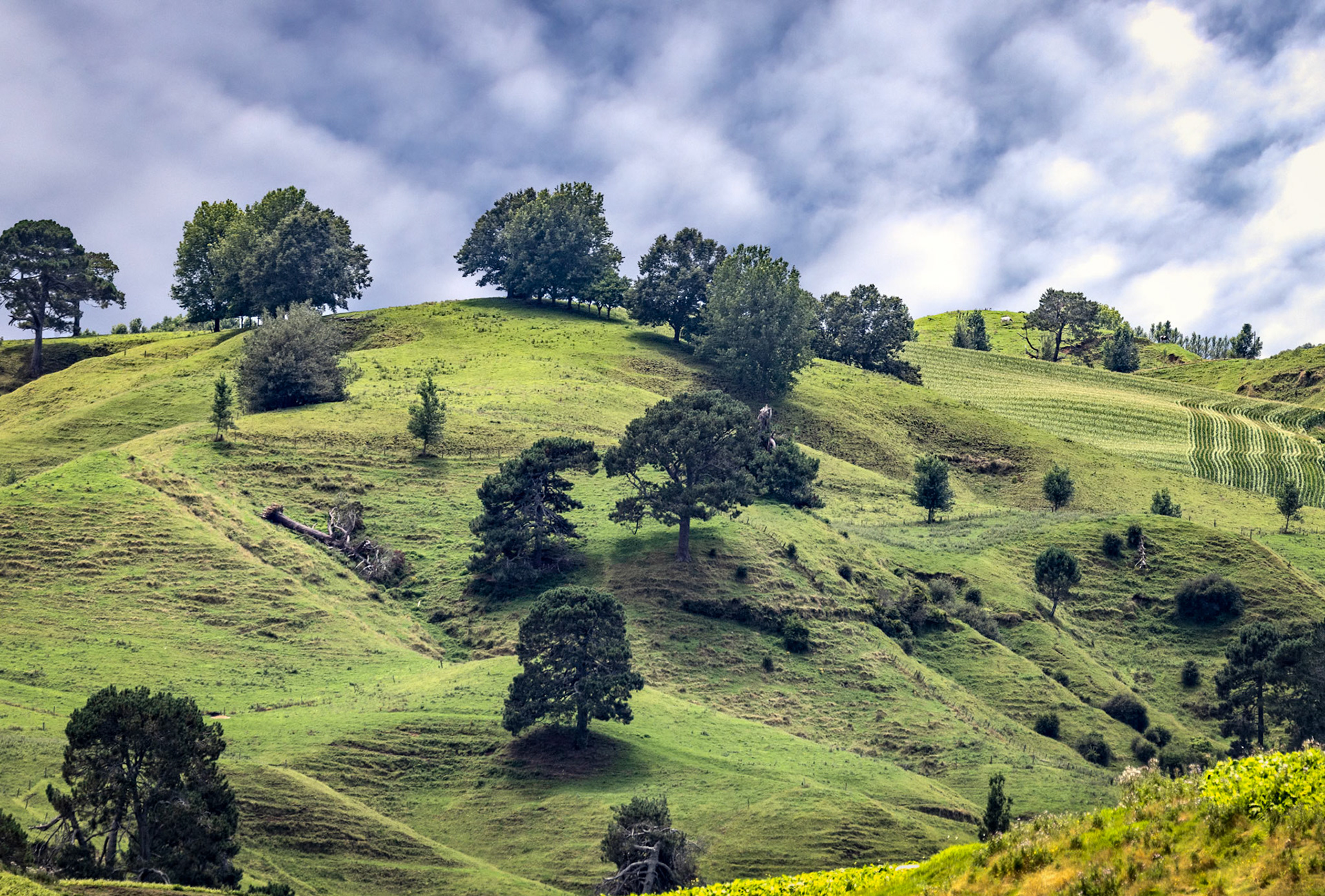 Tauranga, New Zealand (Hobbit country)