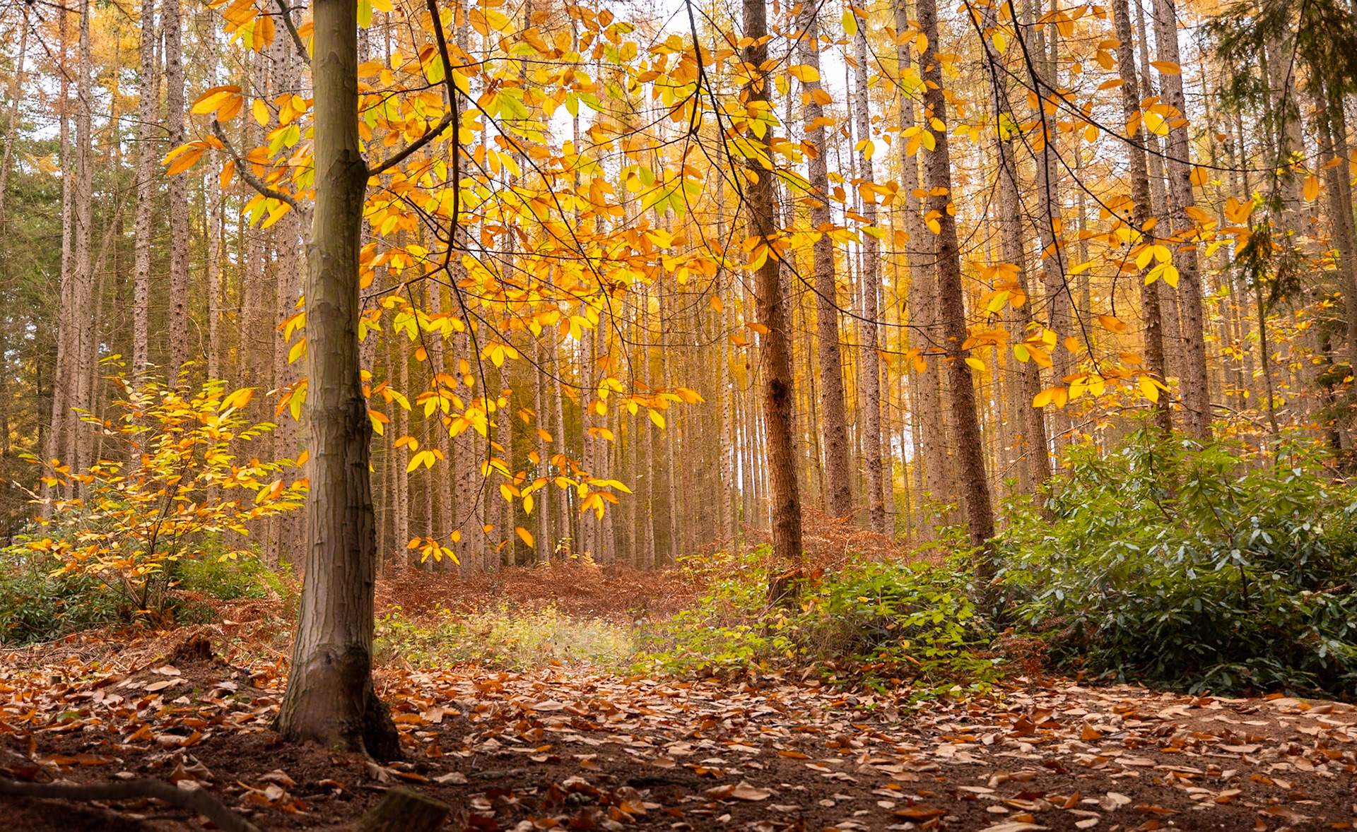 Autumn, Bedgebury Pinetum