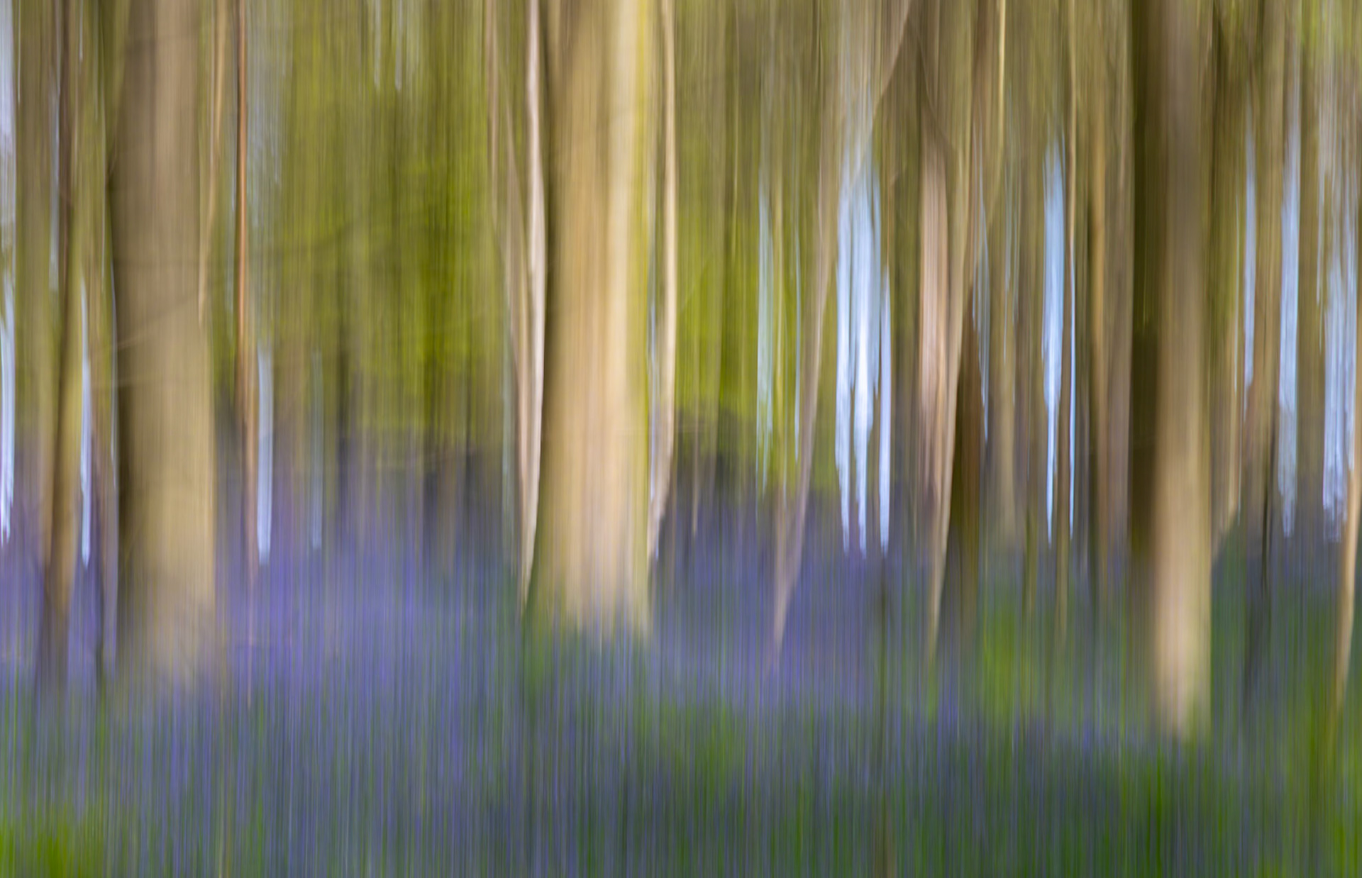 Bluebells in Kings Wood, Ashford