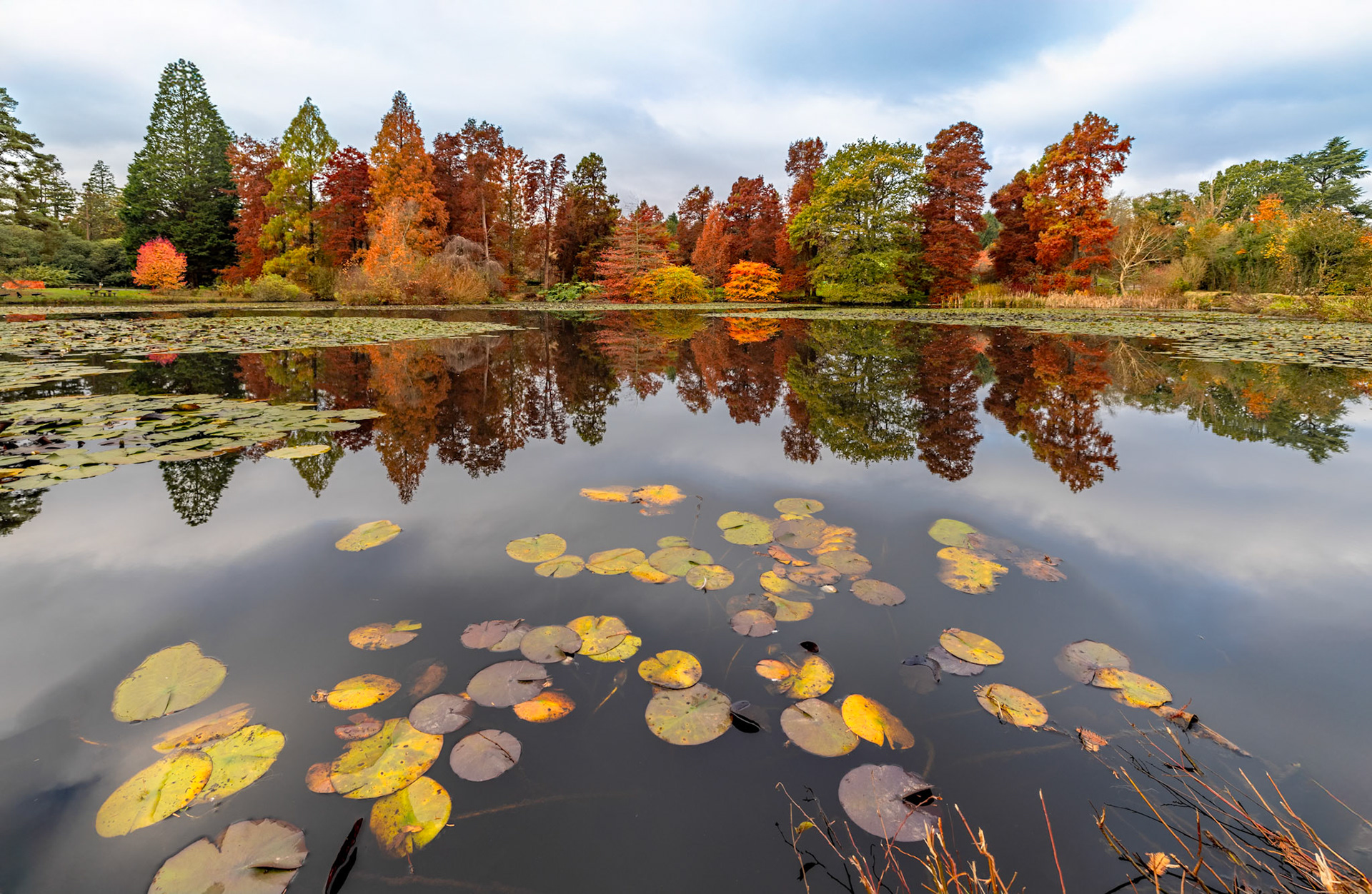 Autumn, Bedgebury Pinetum Pinetum