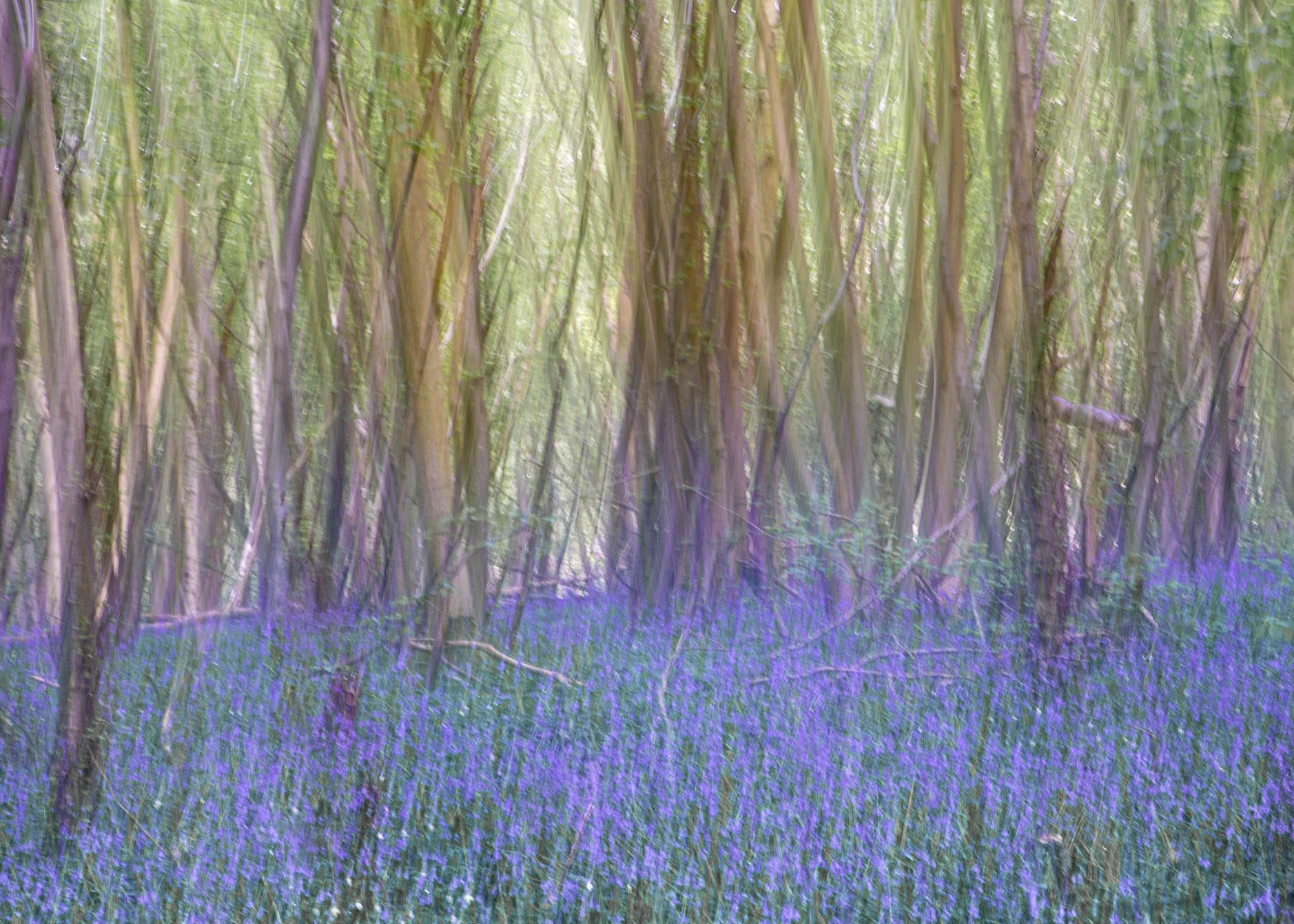Bluebells