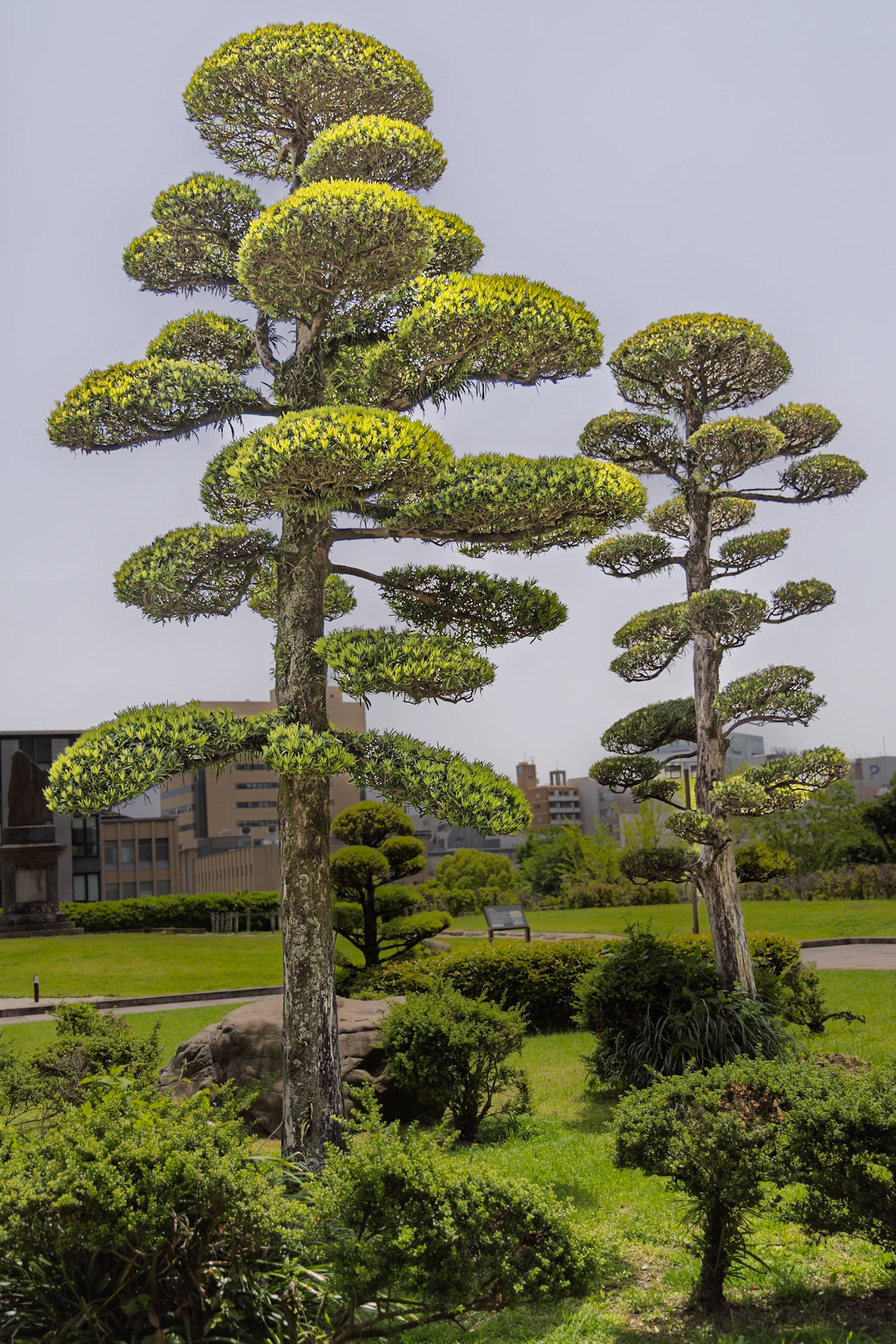 Kagoshima large Bonsai style trees
