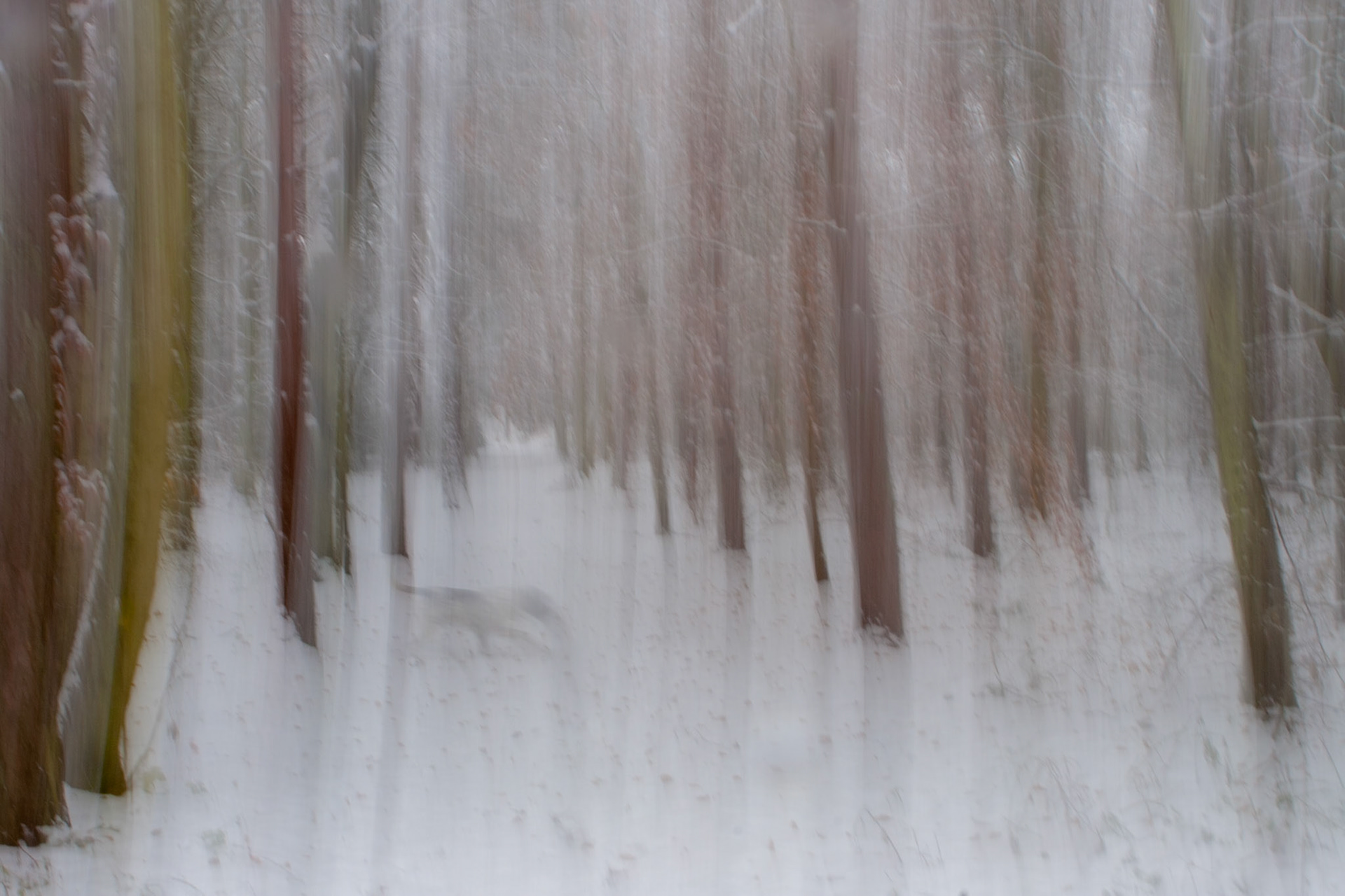 Winter ghostly dog