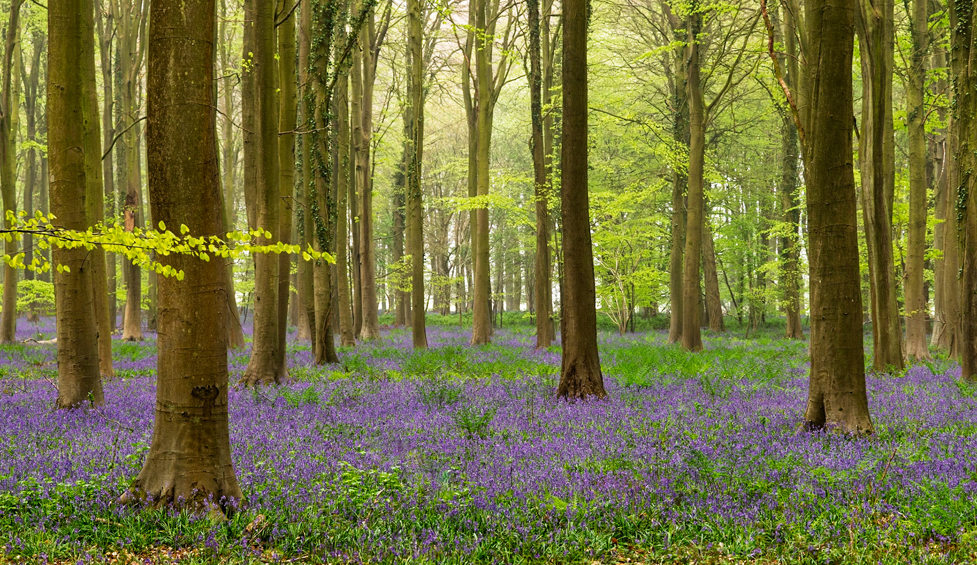 Bluebells in Kings Wood, Ashford