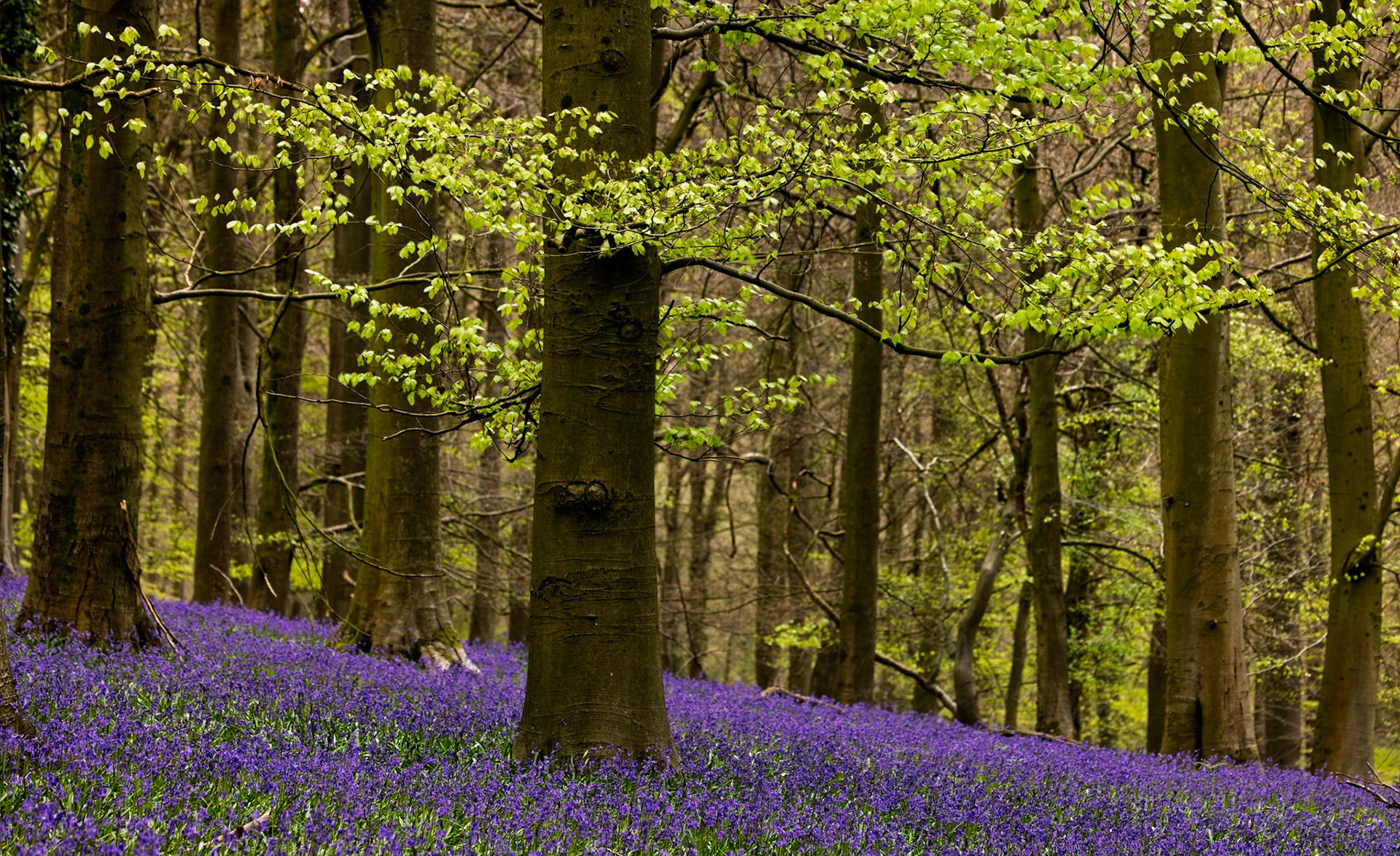 Bluebells in Kings Wood, Ashford