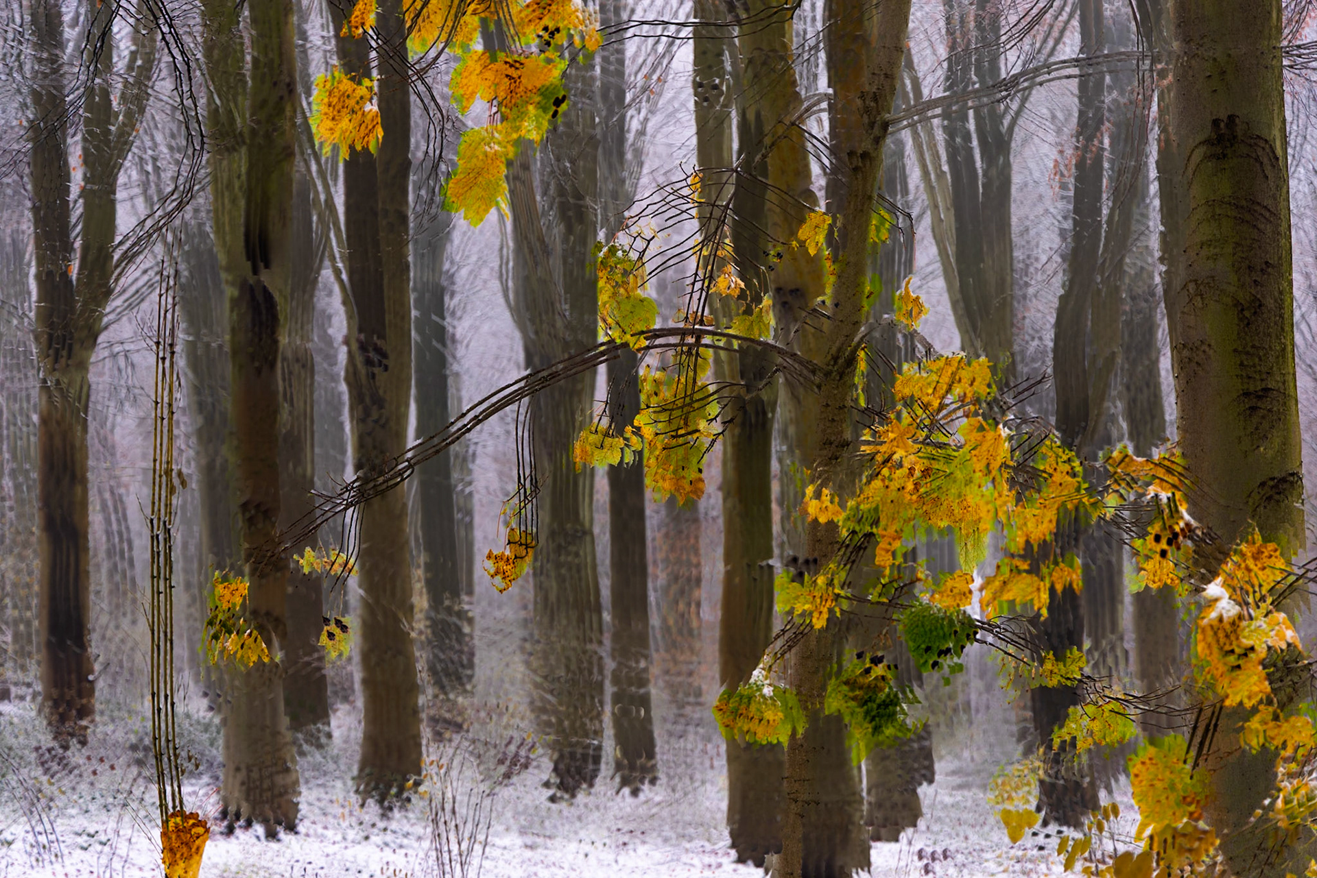 Winter still with a few yellow leaves remaining