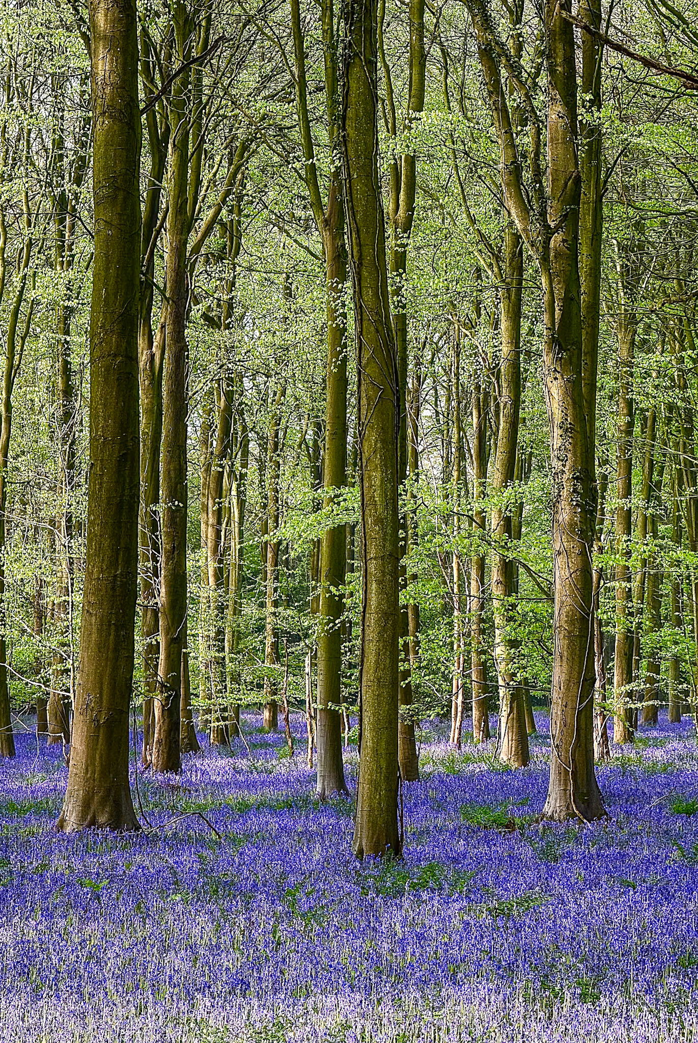 Bluebells in Kings Wood, Ashford