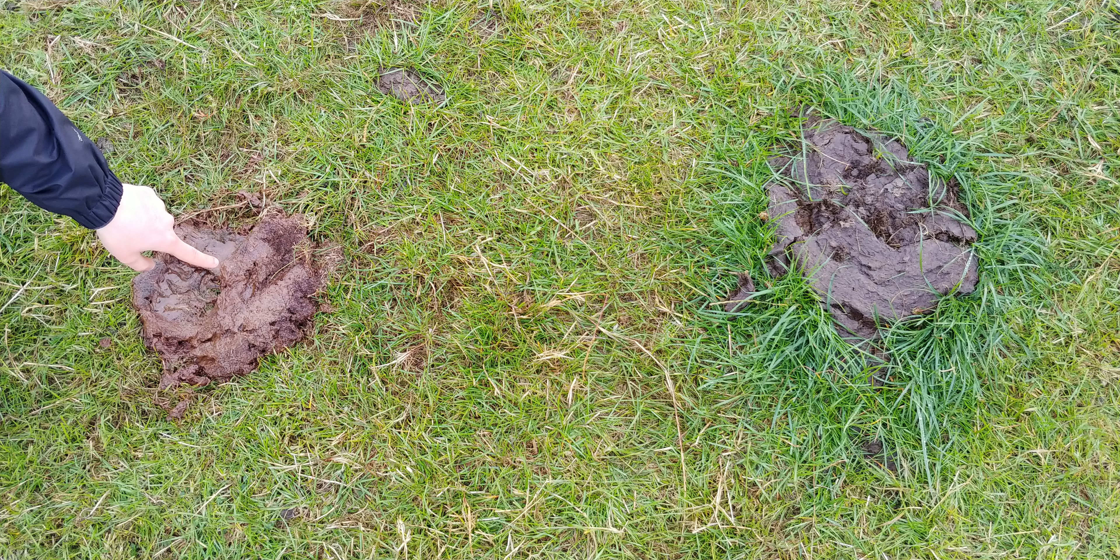POO OR FALE?! FARMLAND - SHORT - FAKE COW PAT ON THE LEFT
