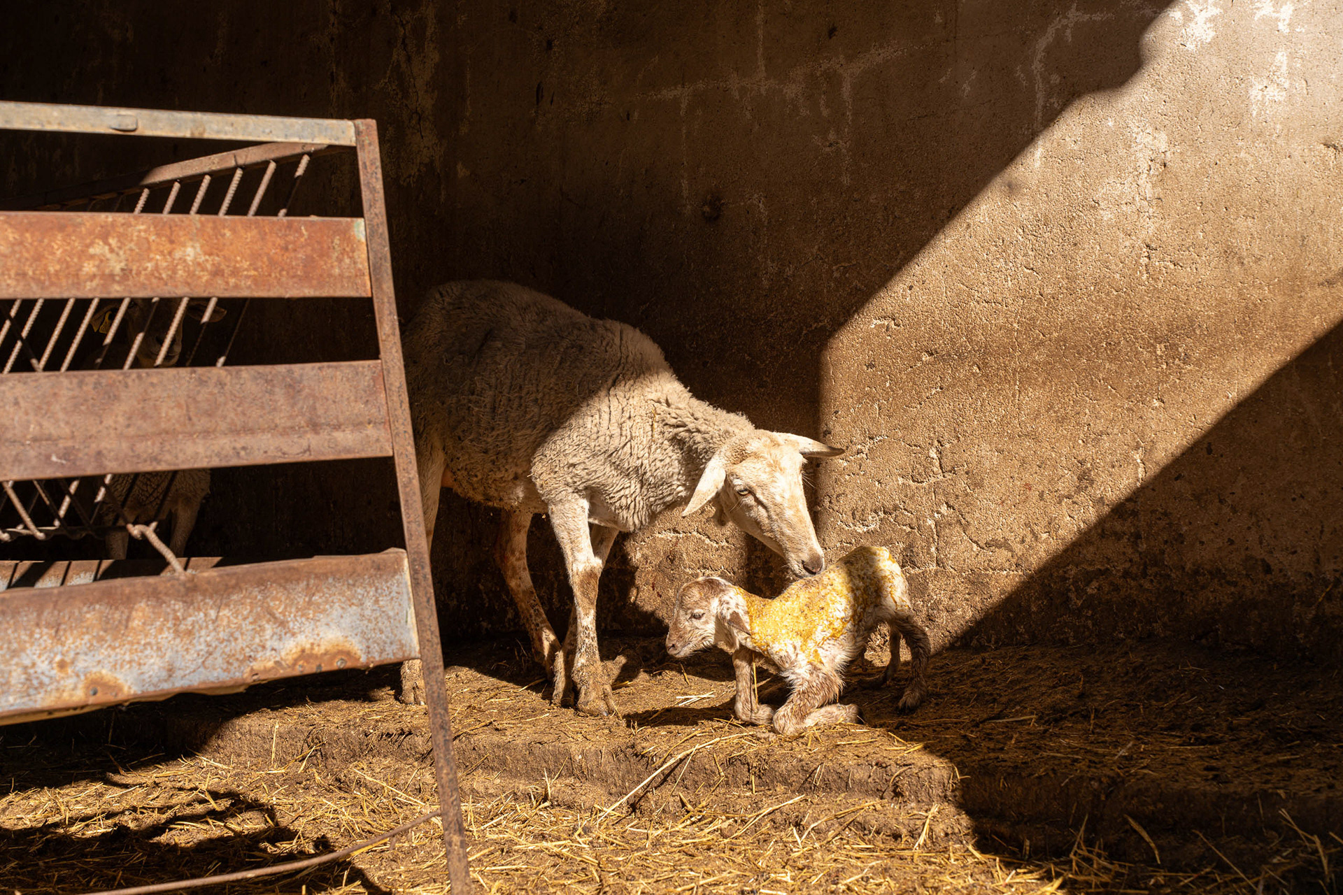 Foodfotografie Lifestyle Reportage Schaf und Lamm in Spanien von Werbefotografin Carolin Reschje
