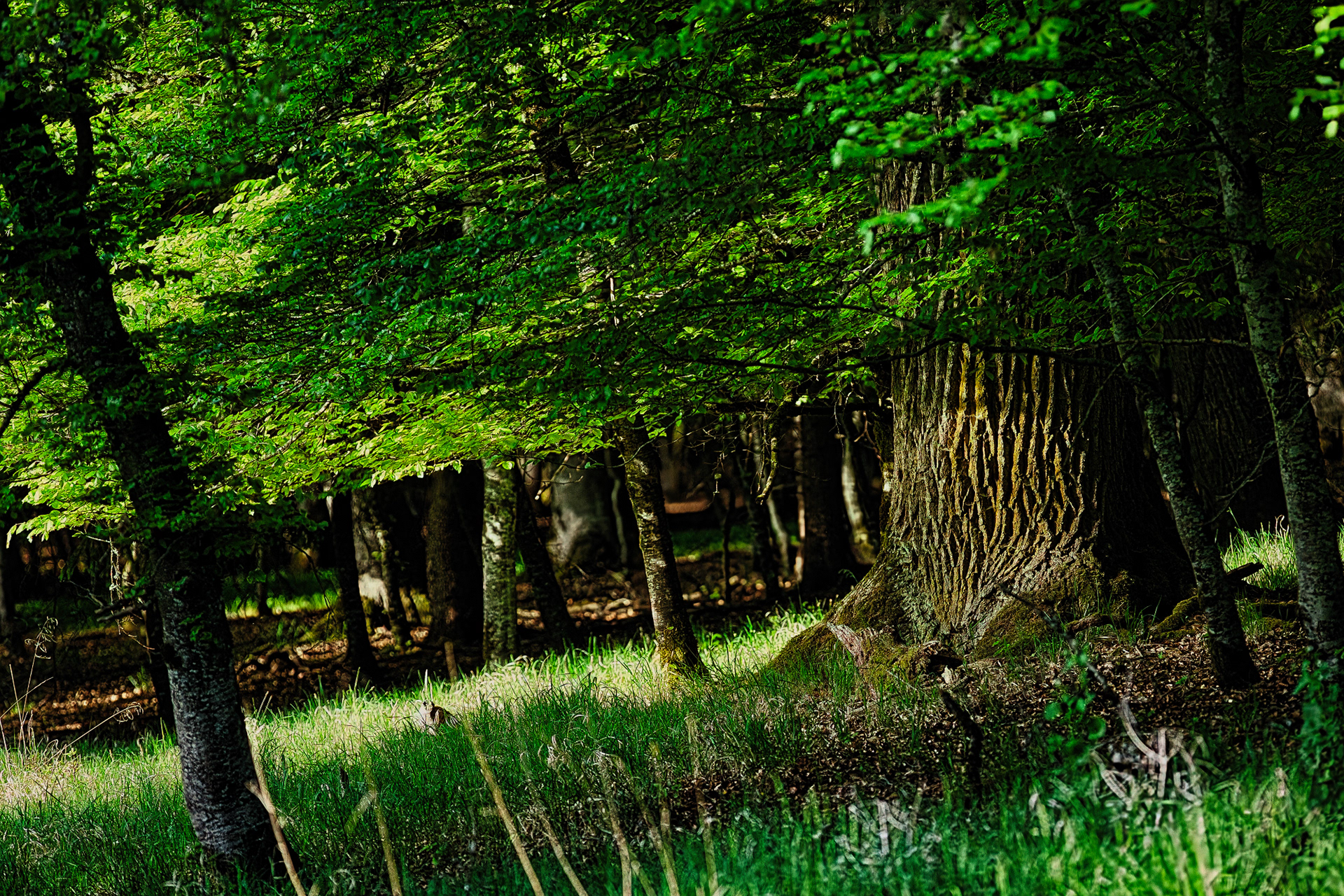 Unterhölzer Wald-Baden-Württemberg-Germany