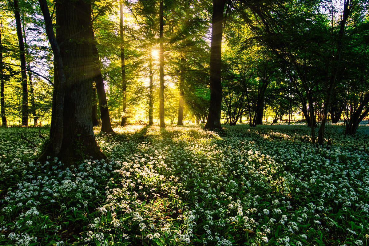 Unterhölzer Wald-Baden Württemberg-Germany