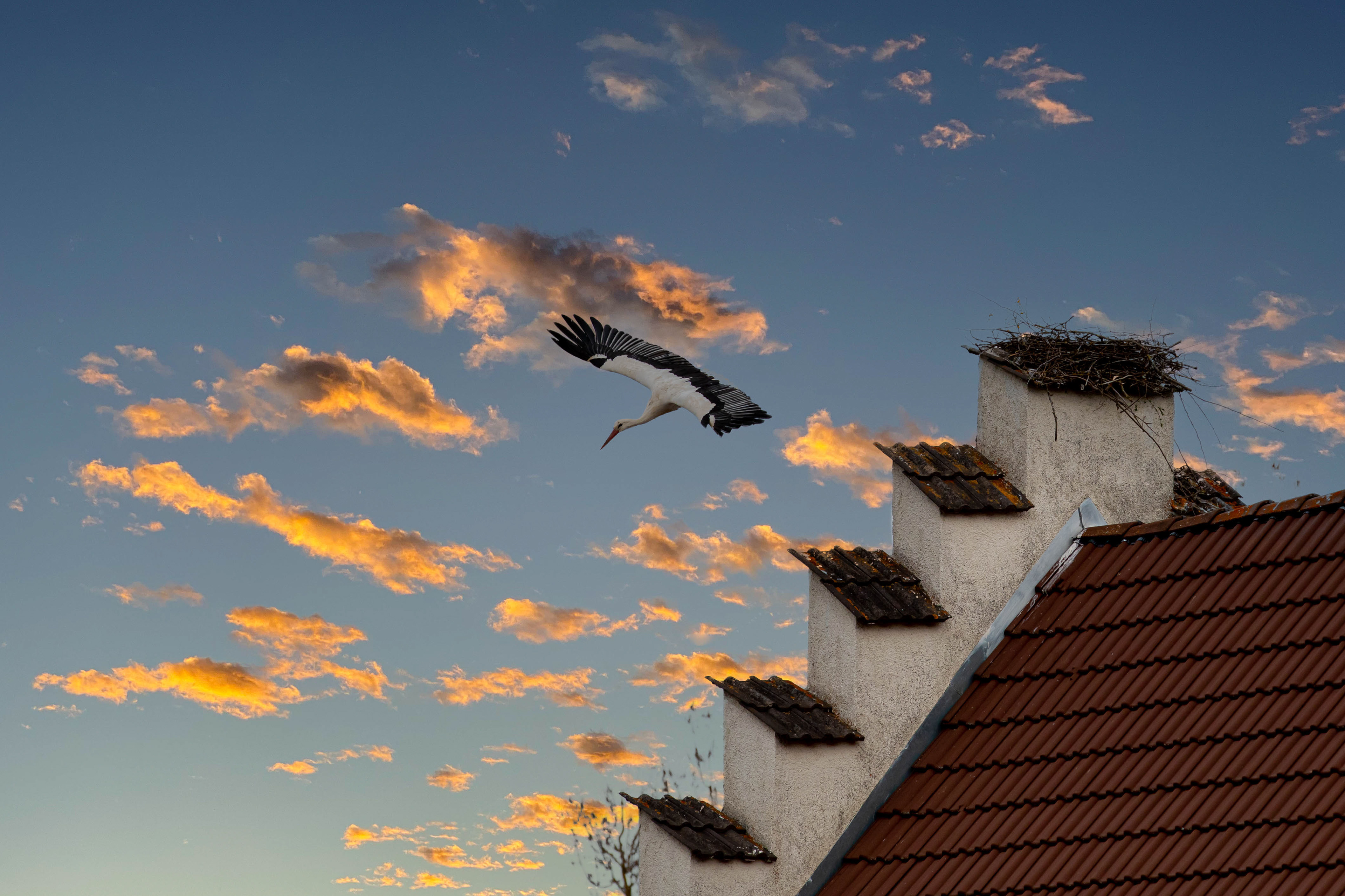 Gutmadingen-Storch 2