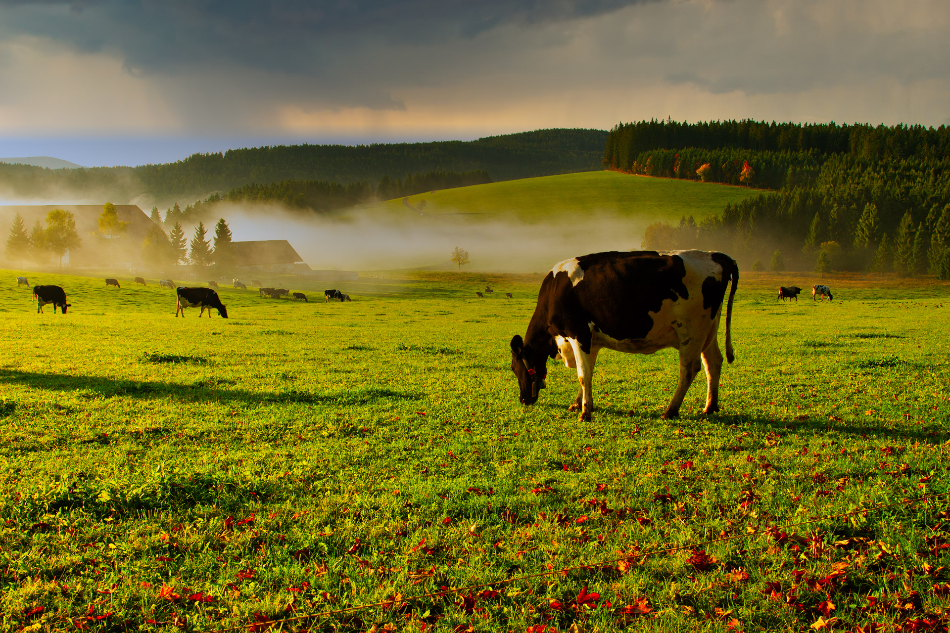 Schwarzwald-Baden-Württemberg-Germany