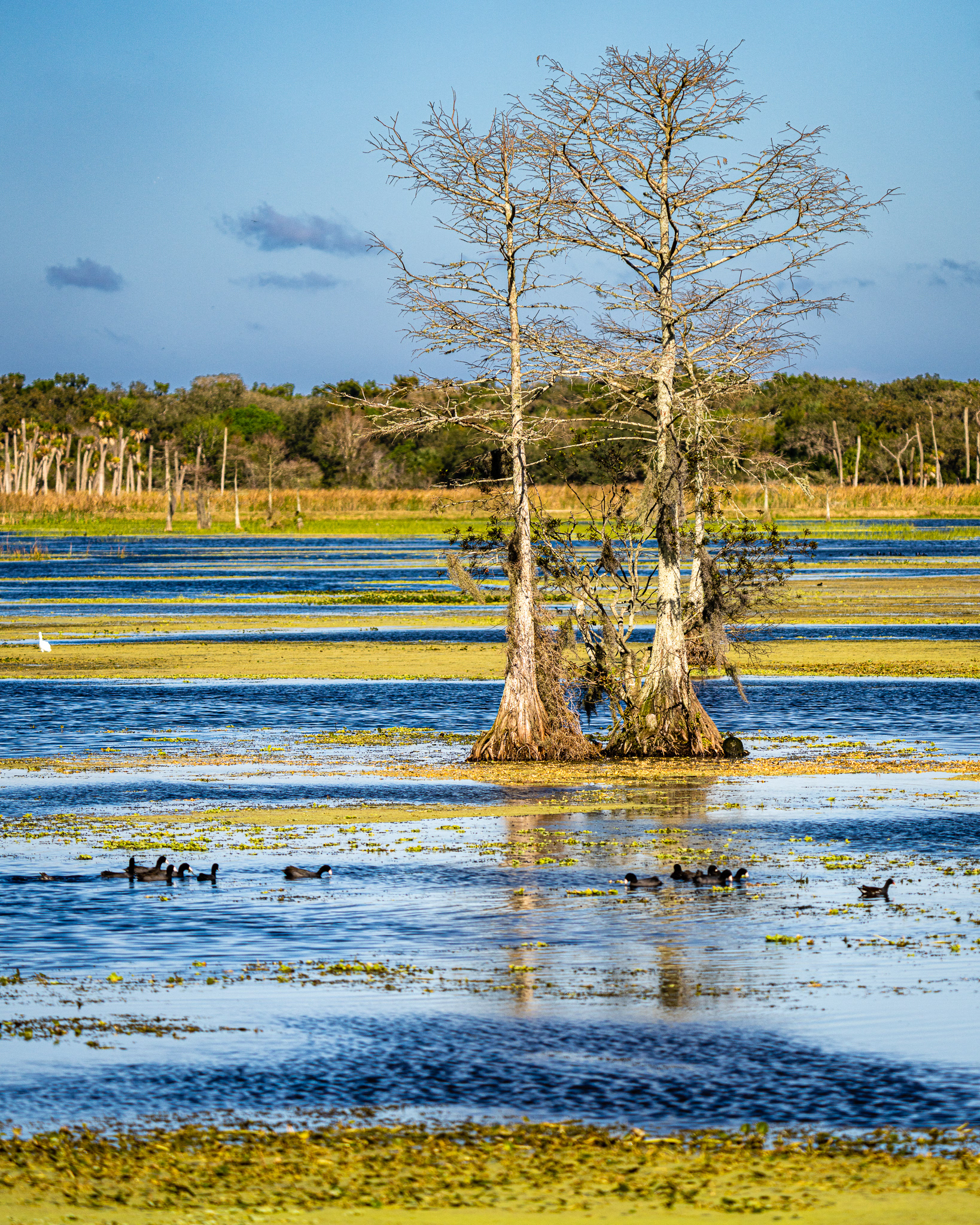 Orlando Wetlands