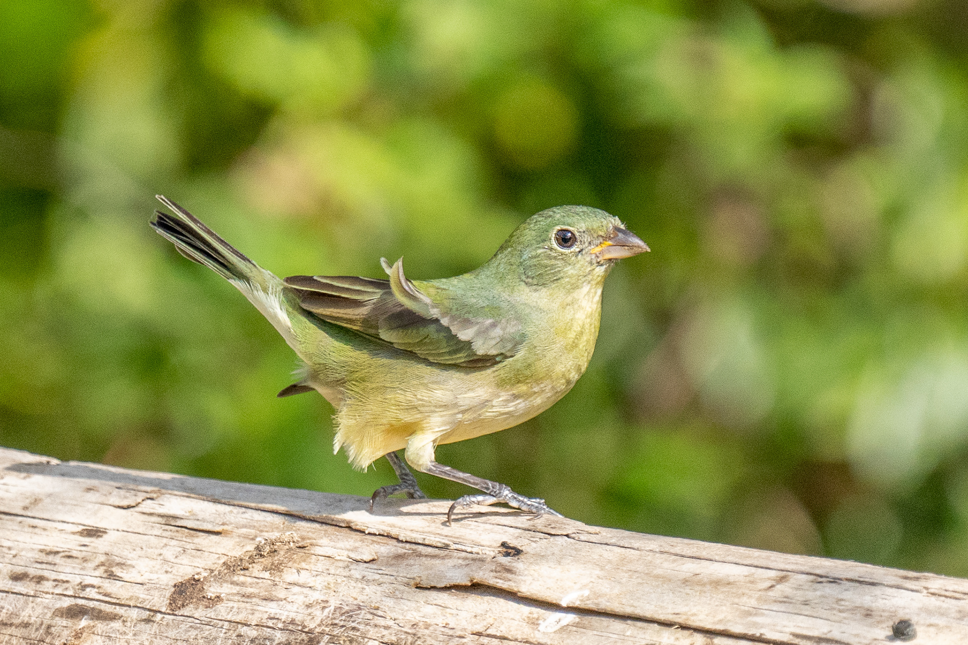 Female Painted Bunting