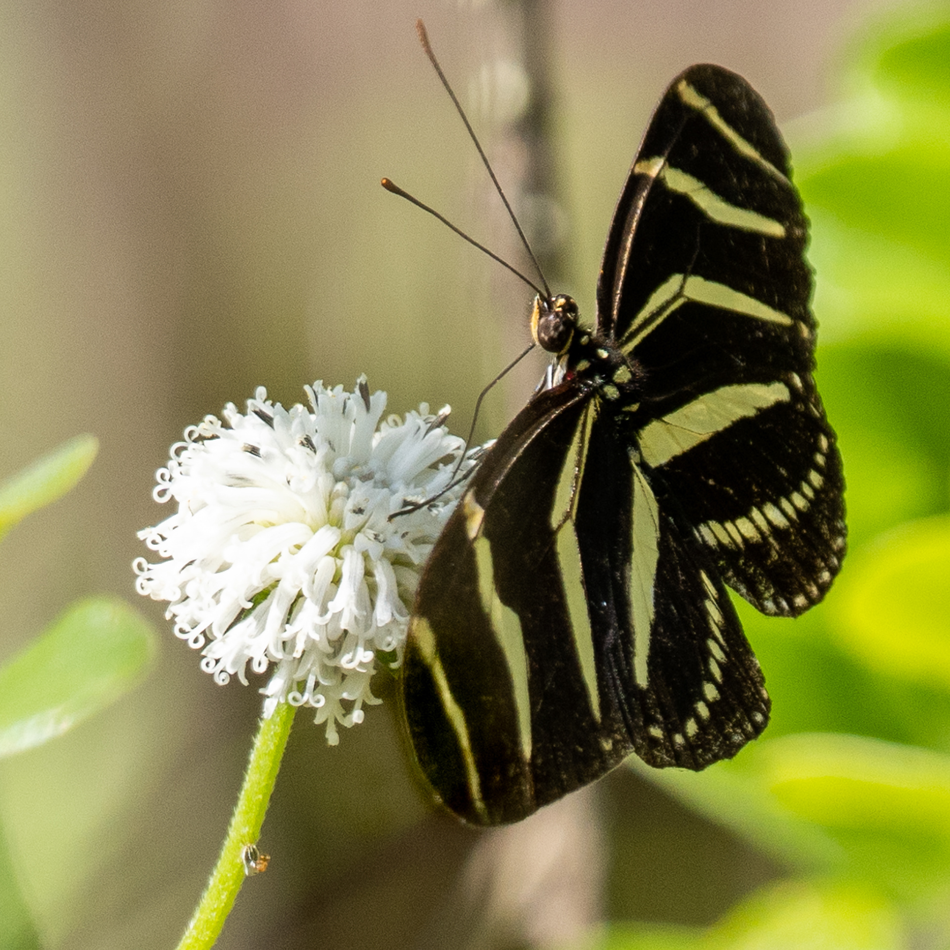 Zebra Long-wing Butterfly