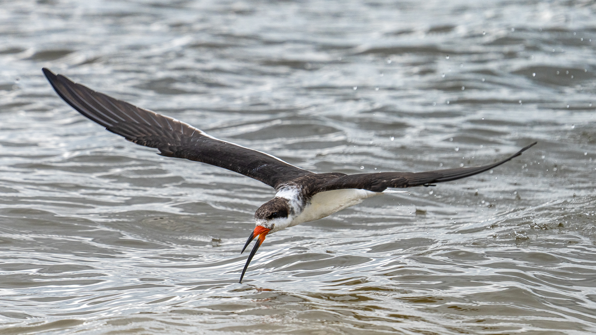 Black Skimmer