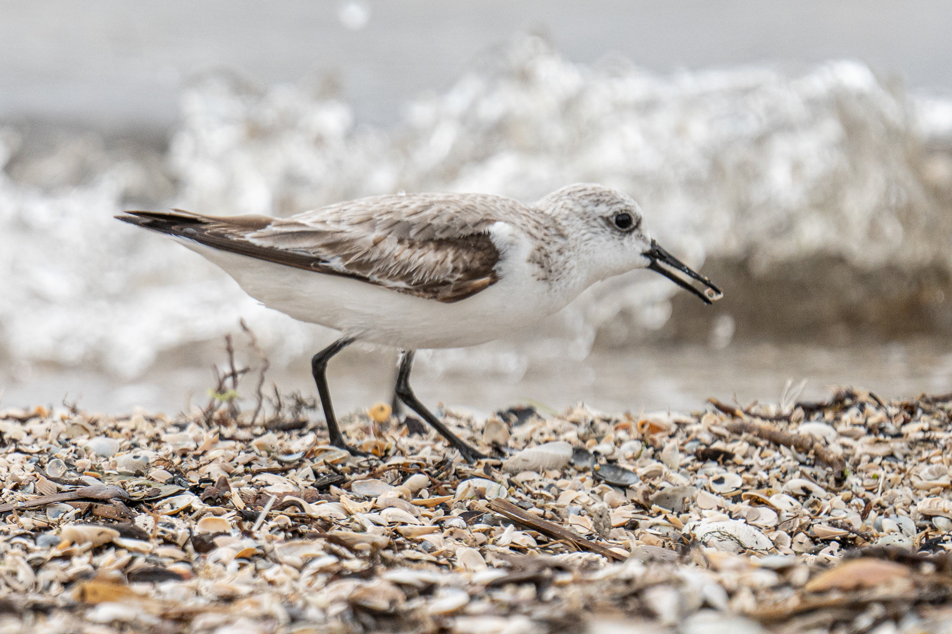 Sanderling