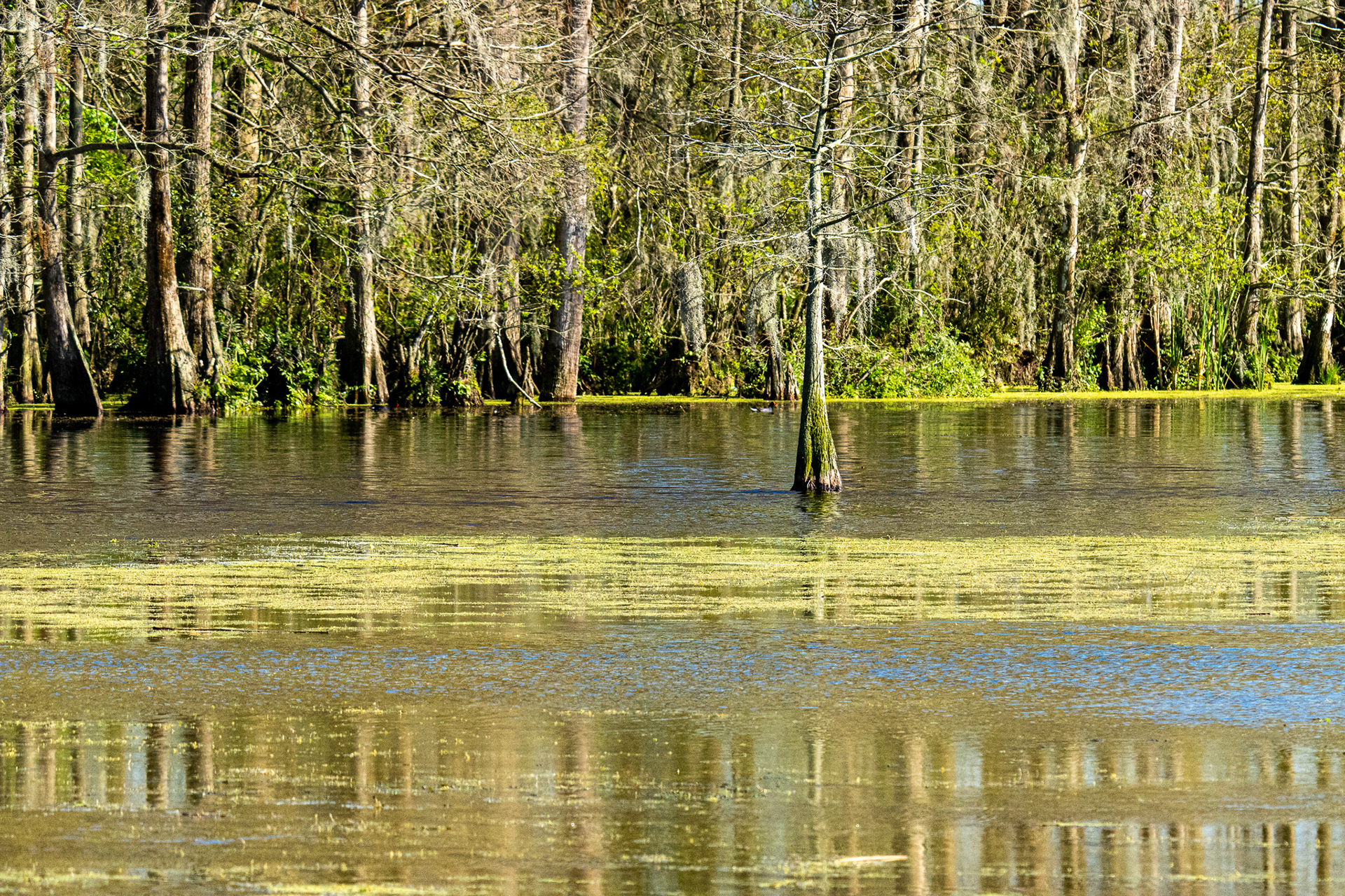 Orlando Wetlands
