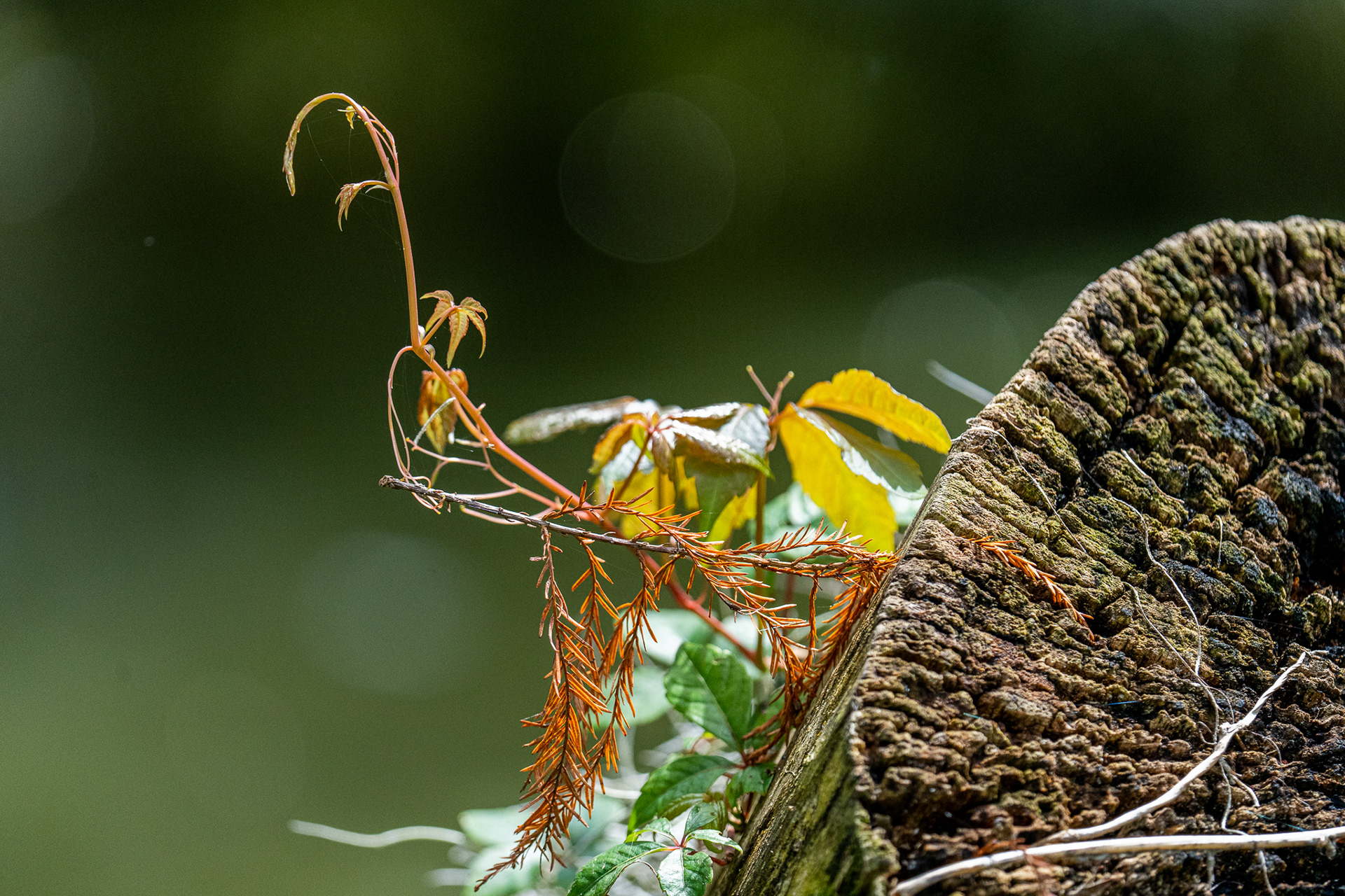 Circle B Bar Reserve