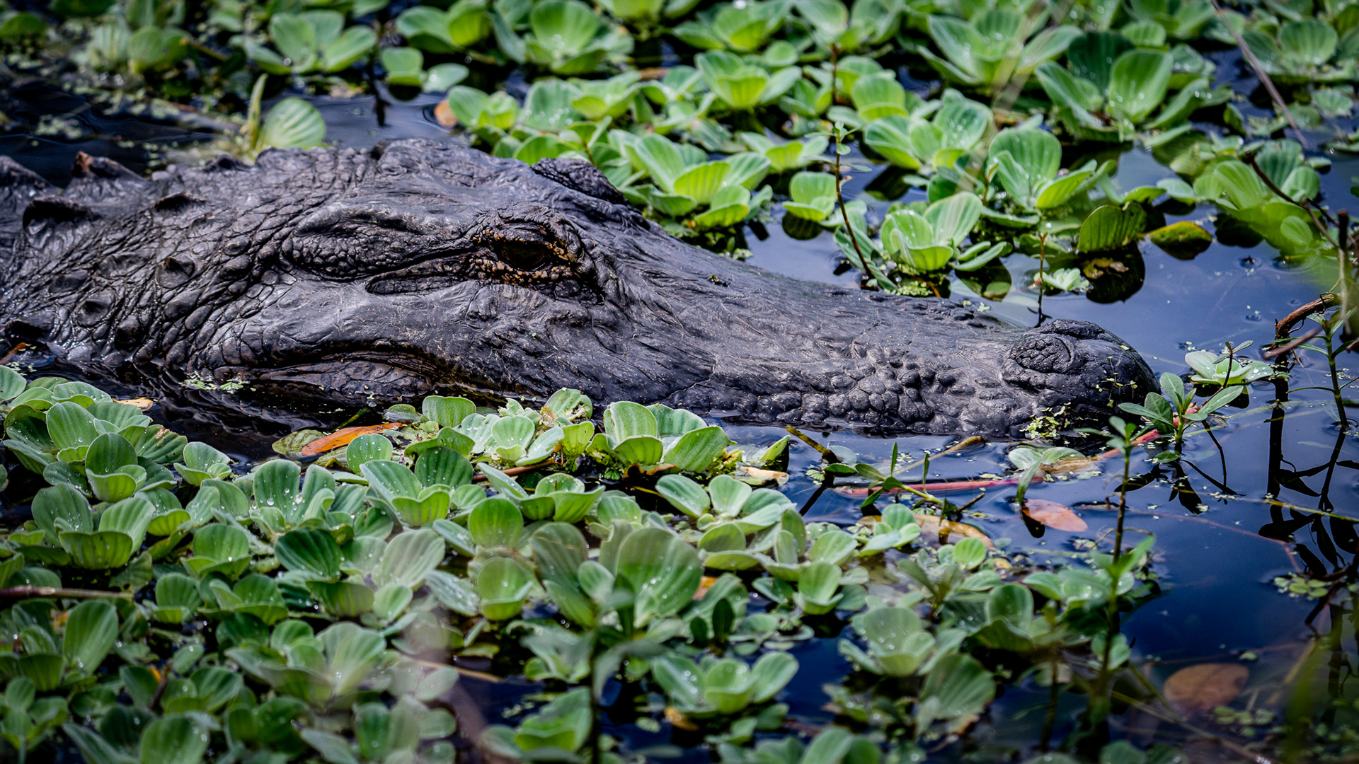 American Alligator