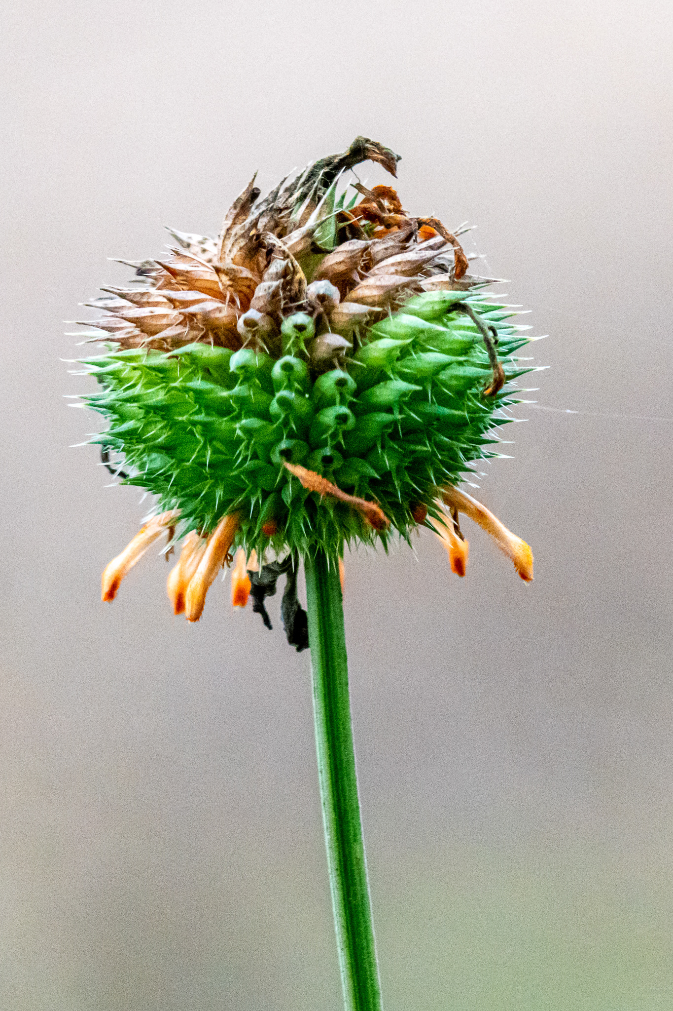 Circle B Bar Reserve