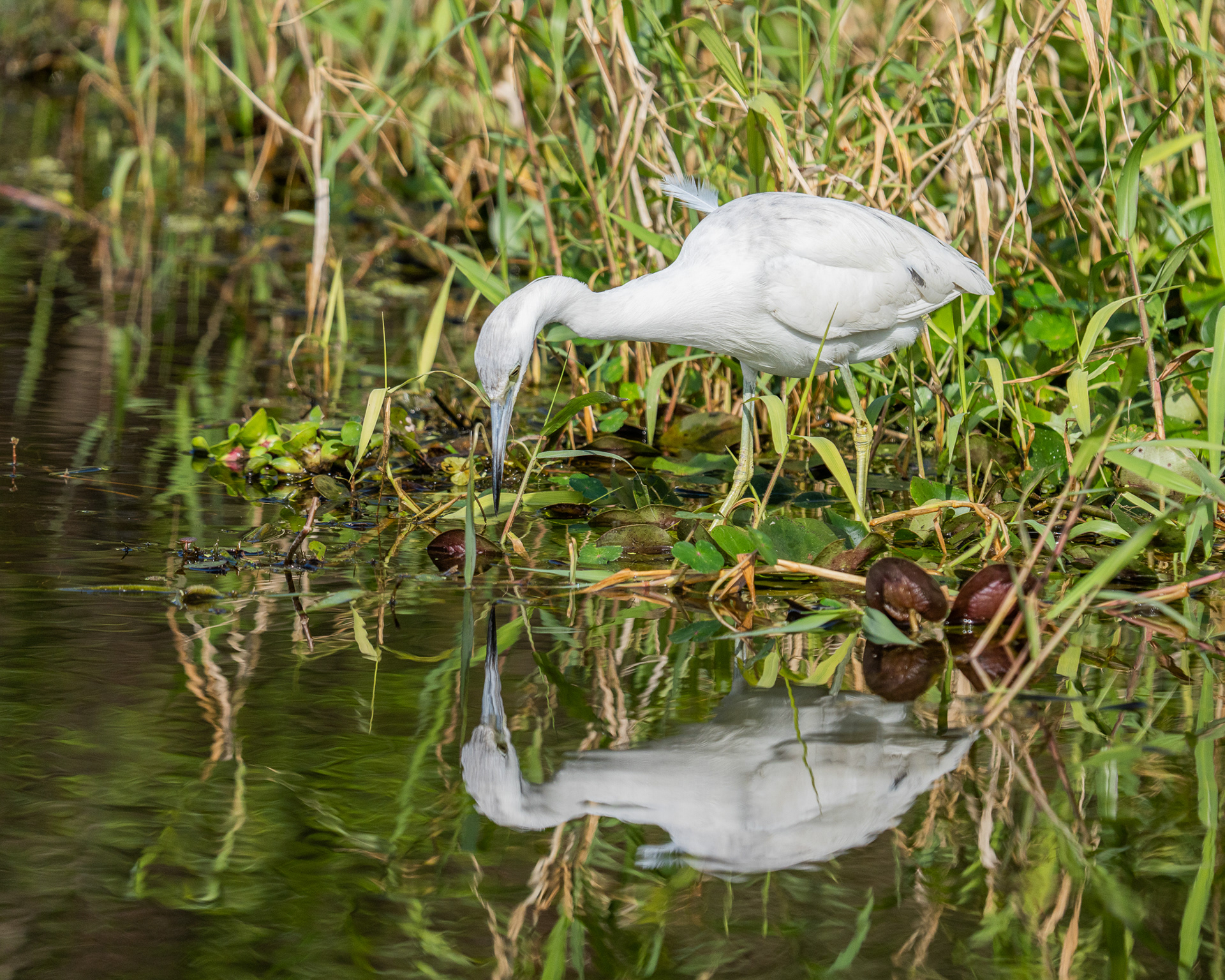 Immature Little Blue Heron