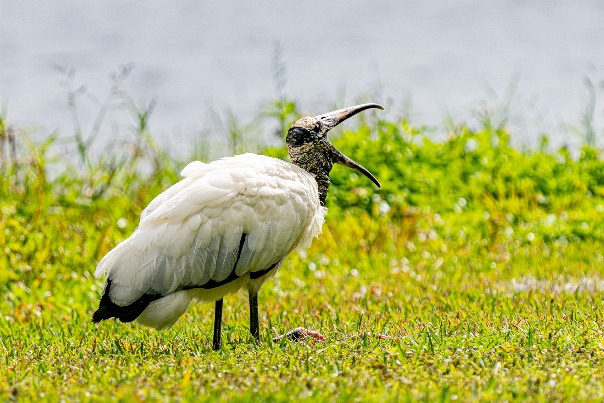 Wood Stork