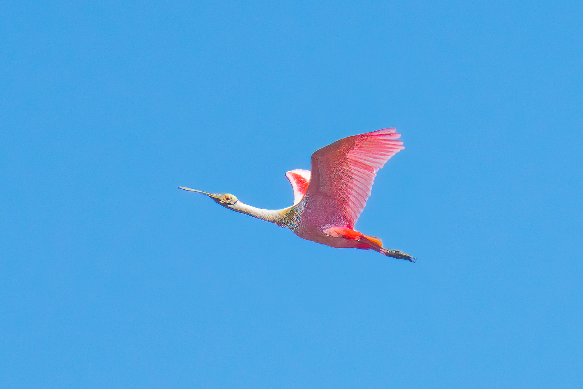 Roseate Spoonbill