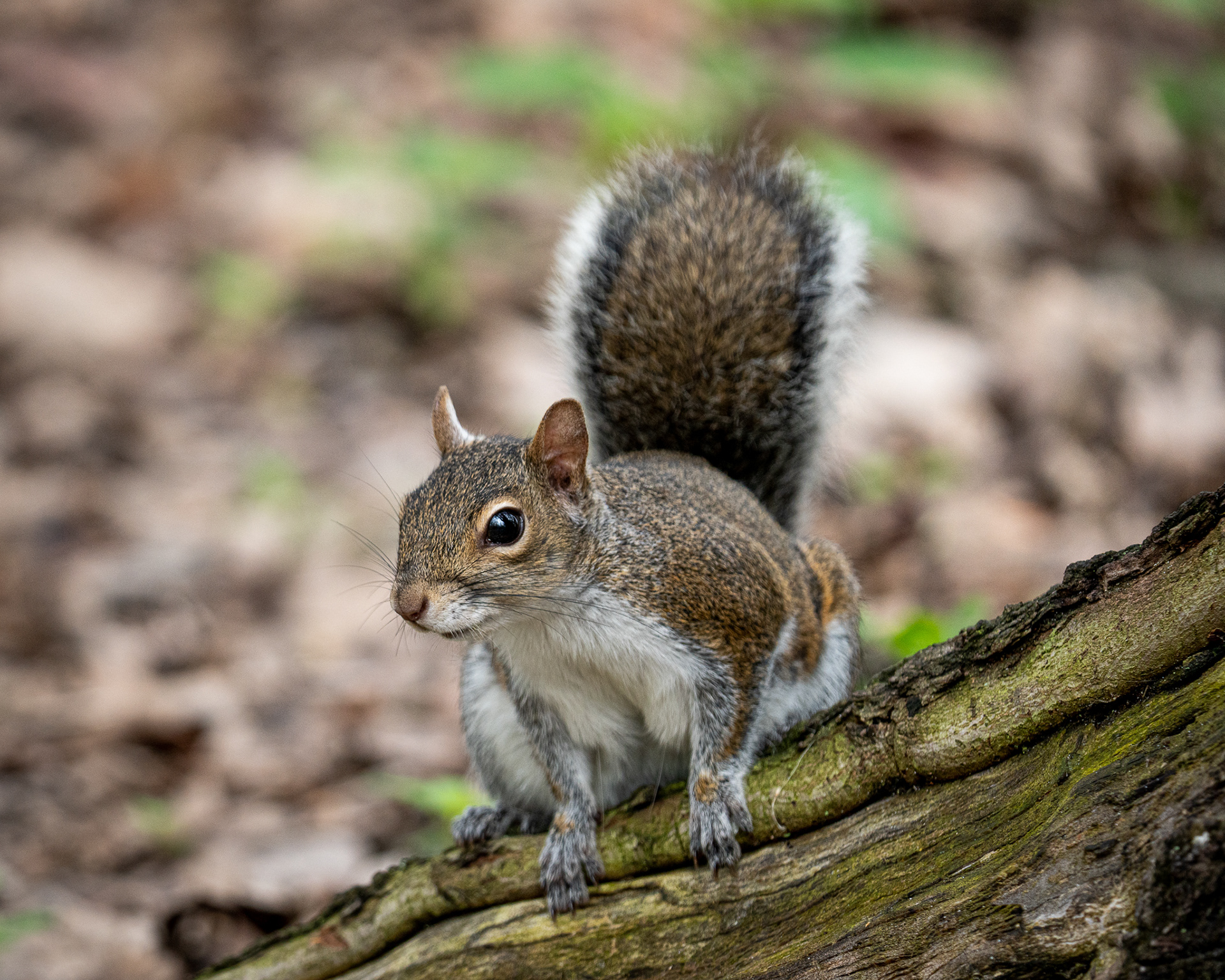 Eastern Gray Squirrel