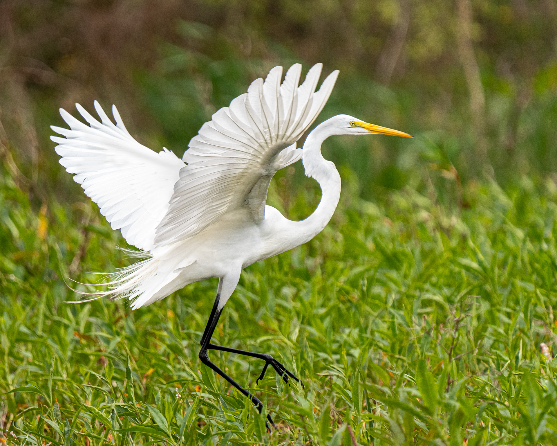Great White Heron