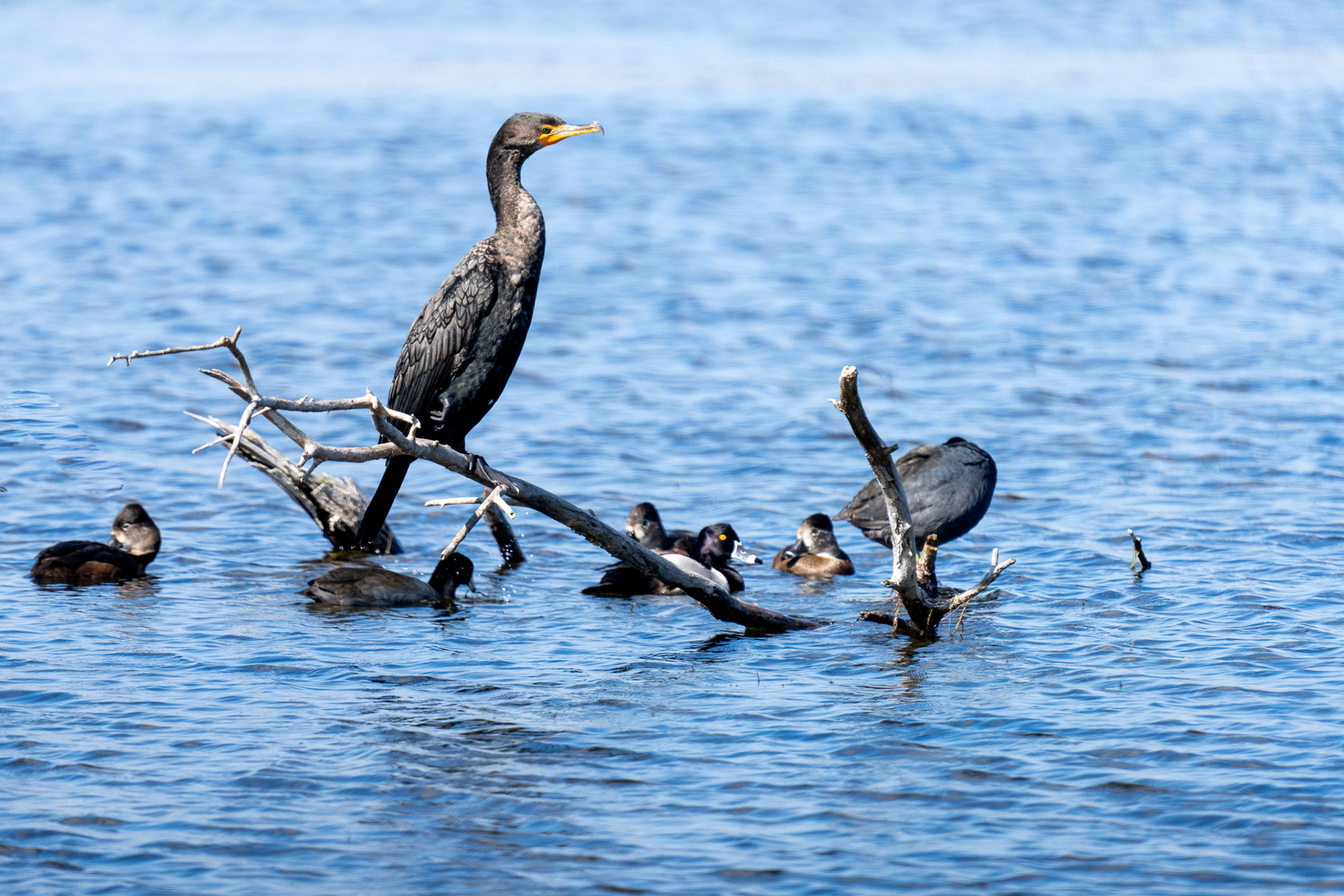 Double-crested Cormorant