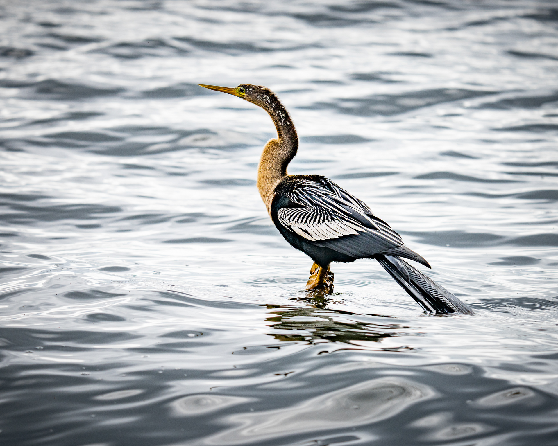 Anhinga