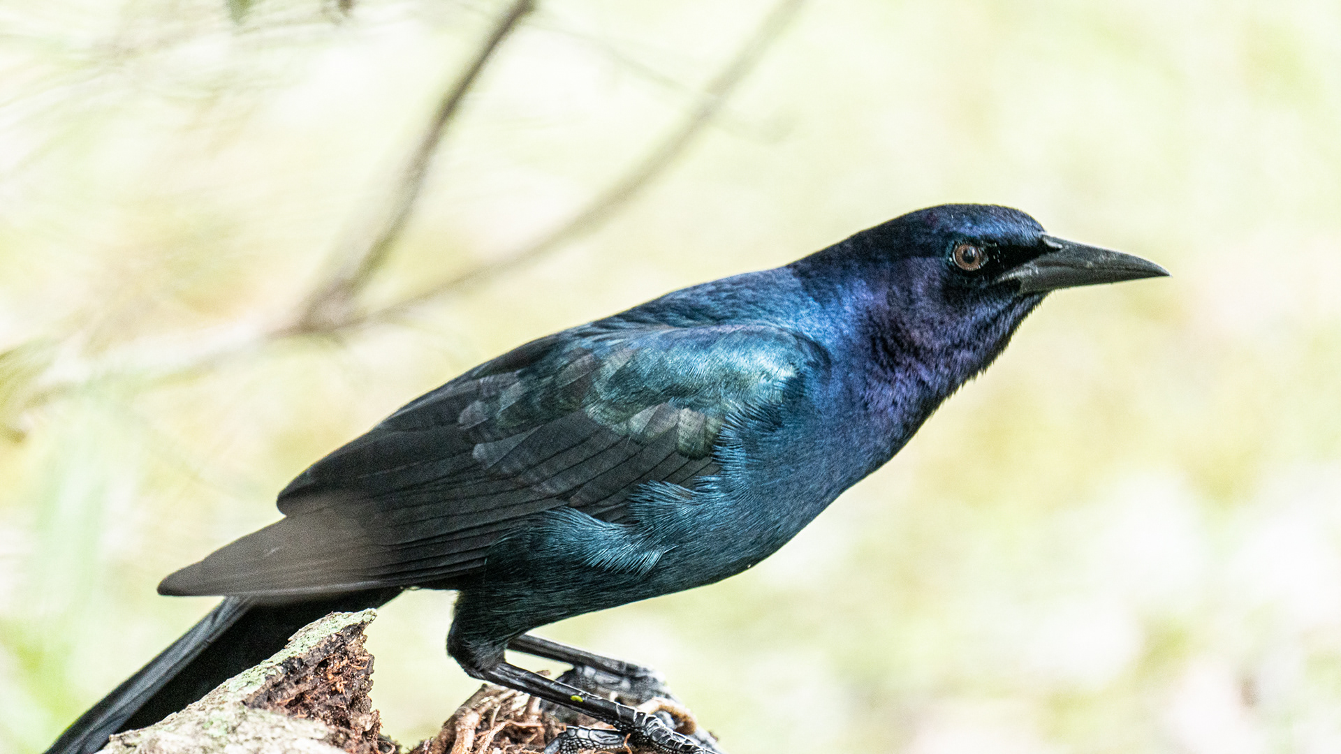 Male Boat-tailed Grackle