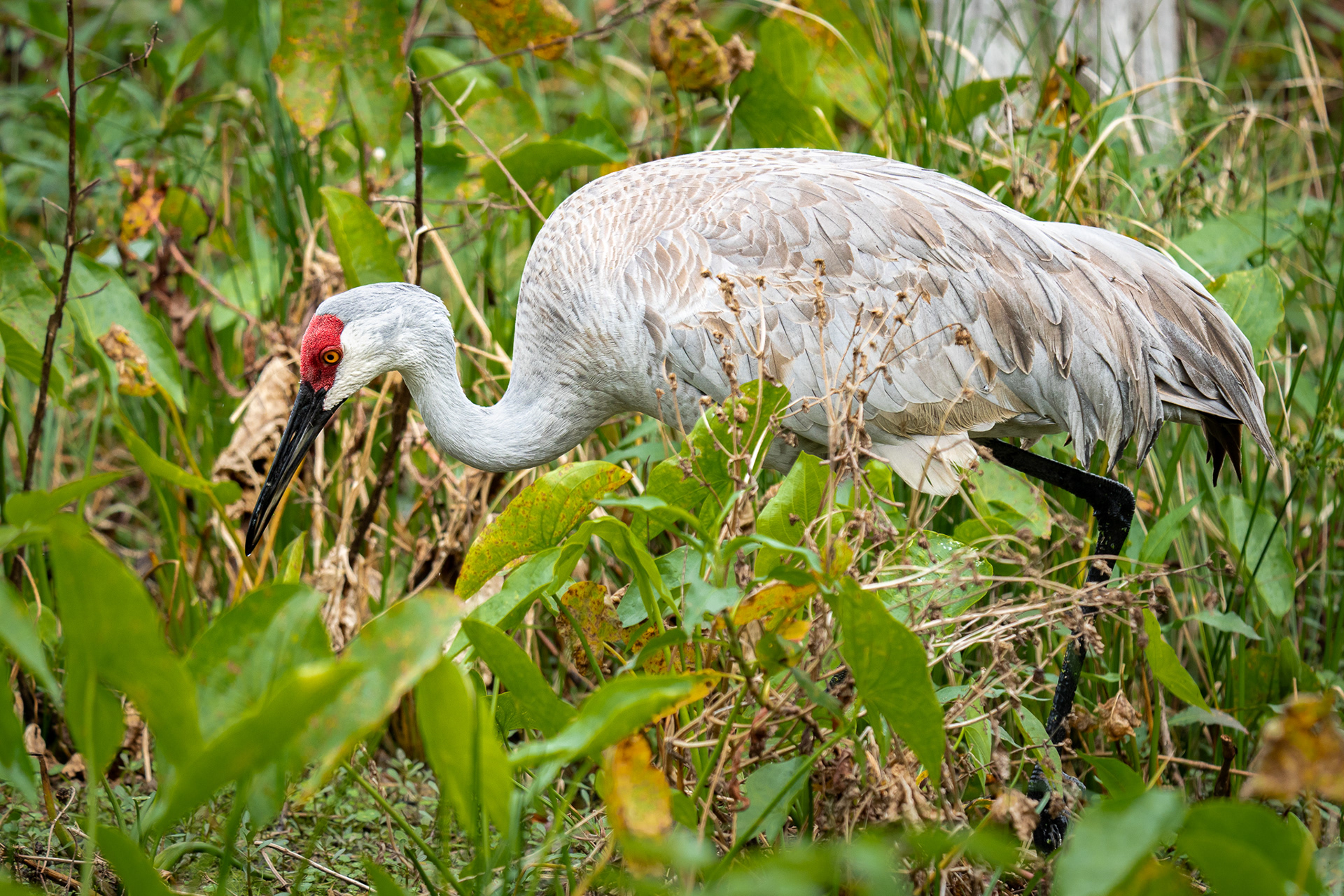 Sandhill Crane