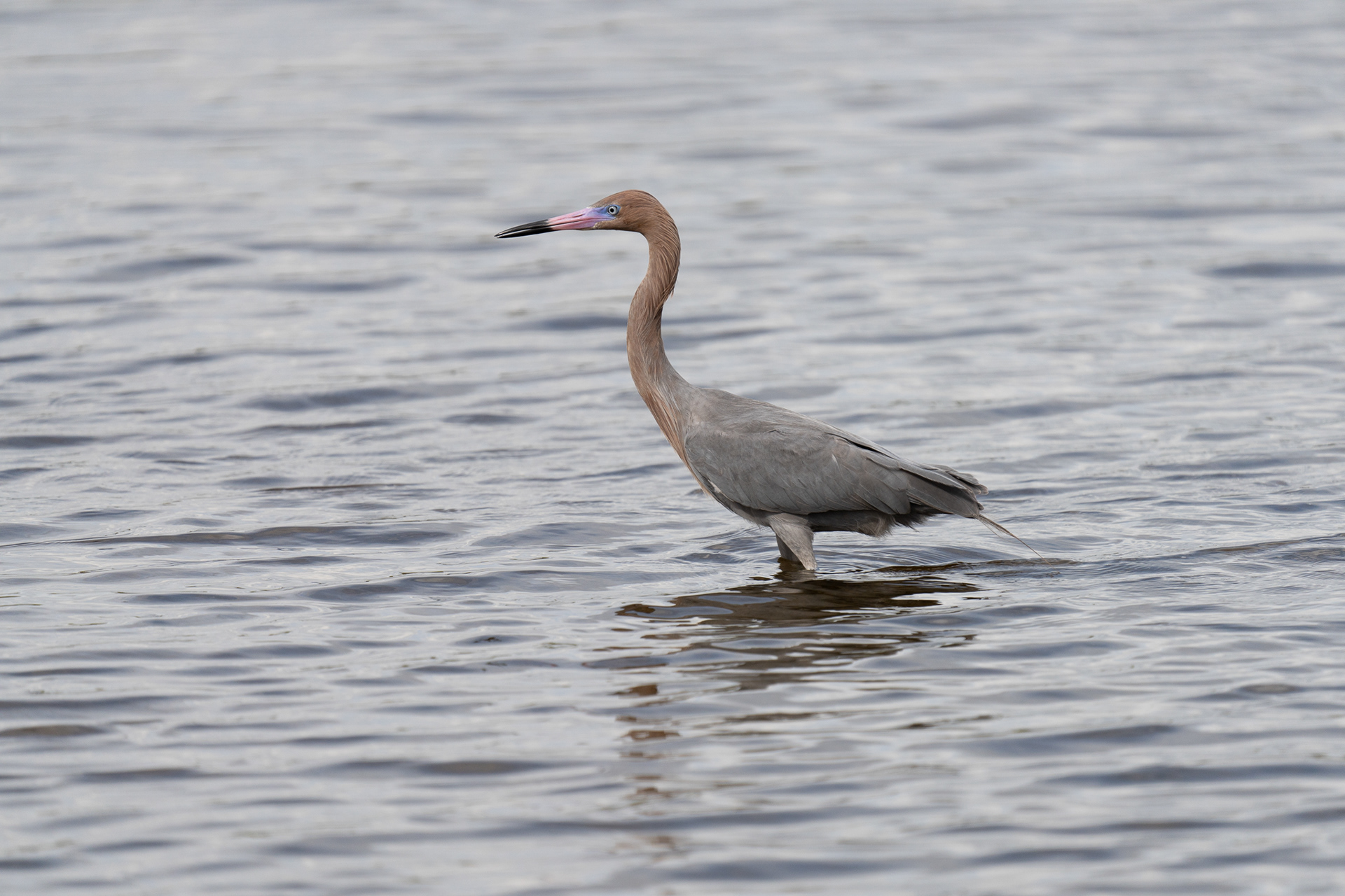 Reddish Egret