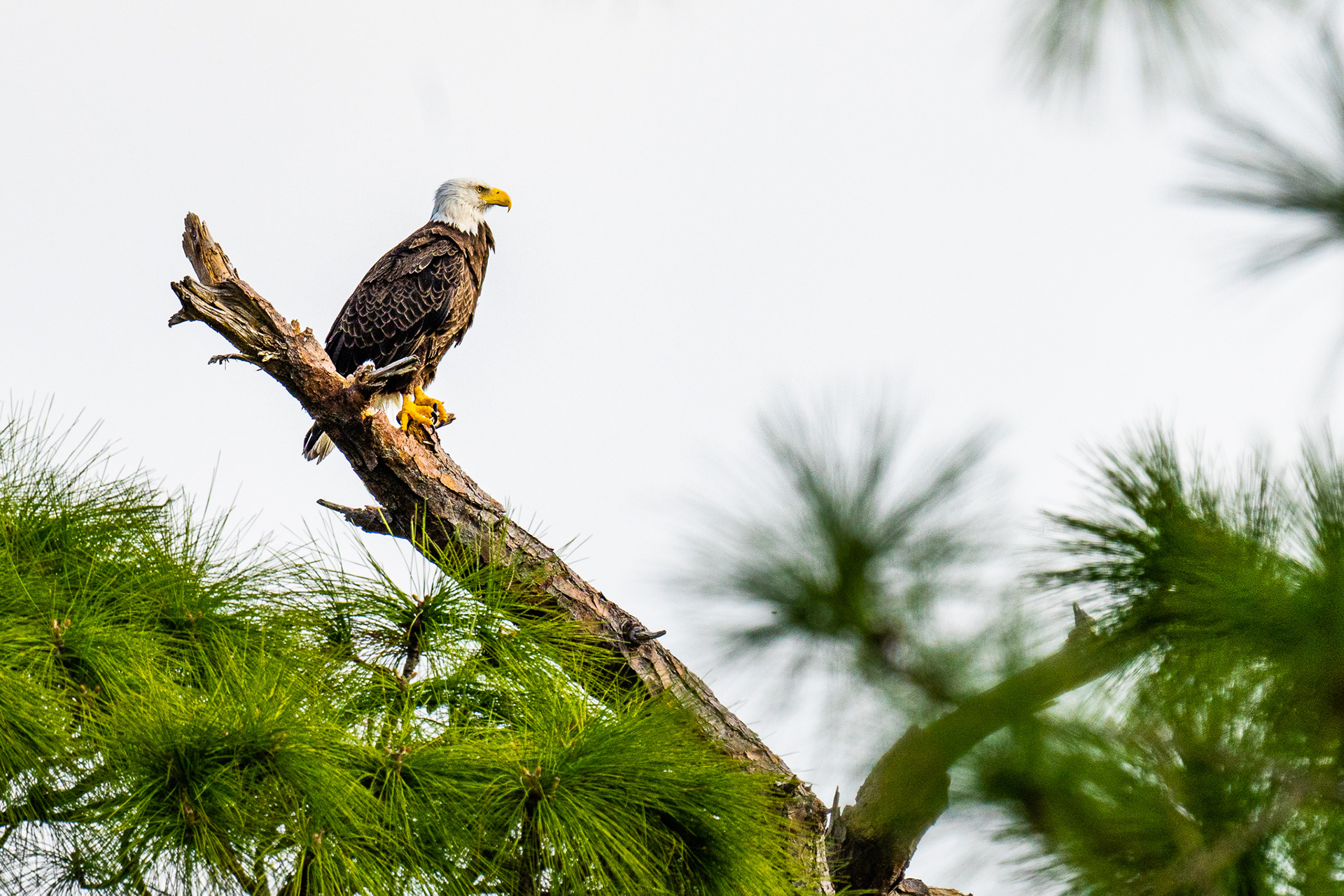 American Bald Eagle