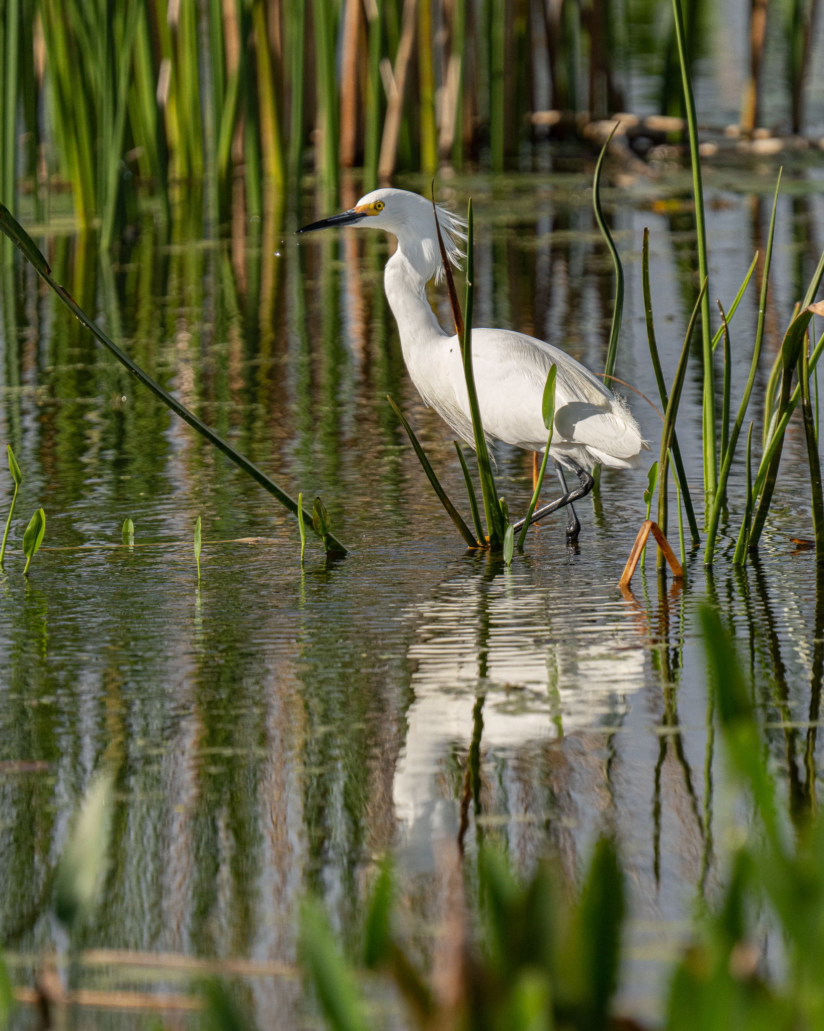 Snowy Egret