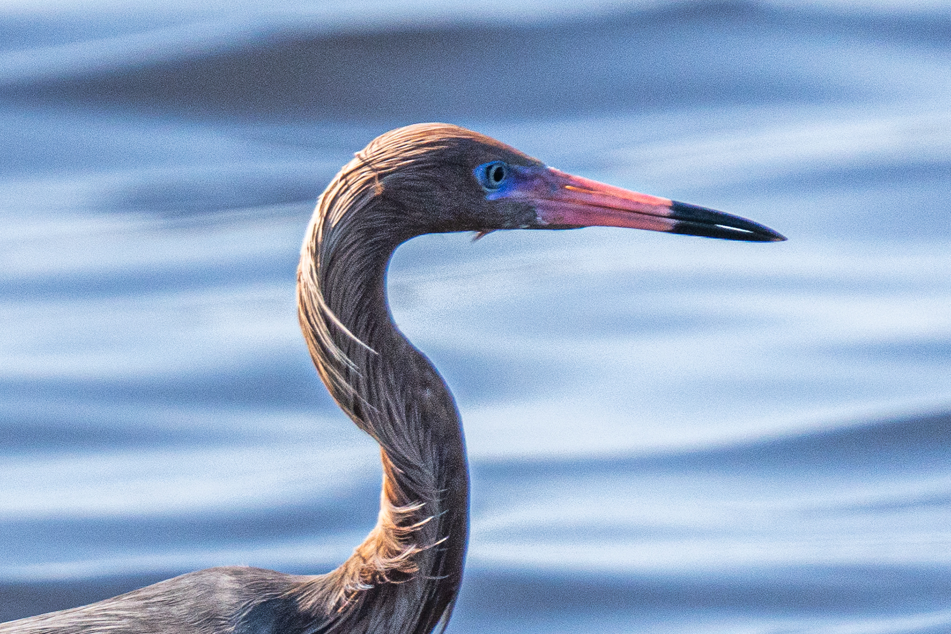 Reddish Egret