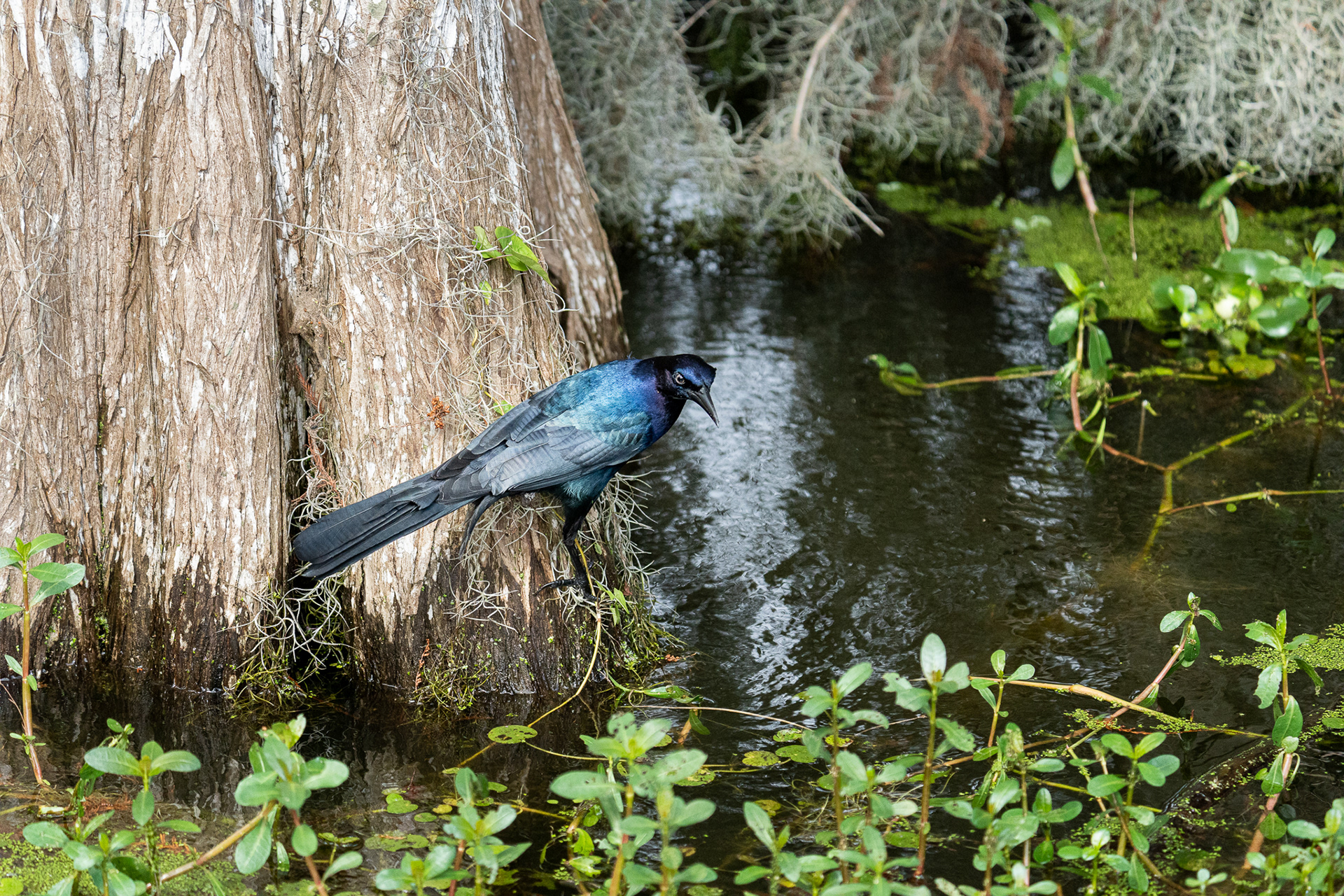 Male Boat-tailed Grackle