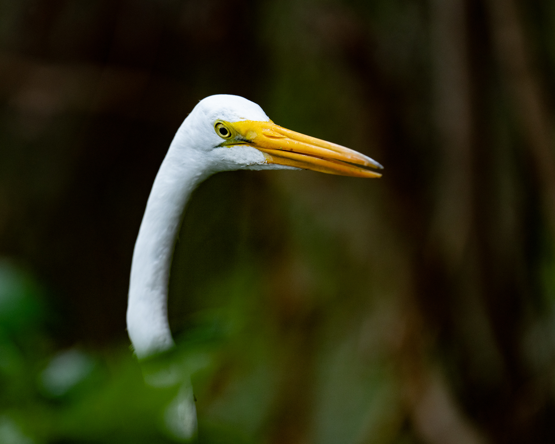 Great White Heron